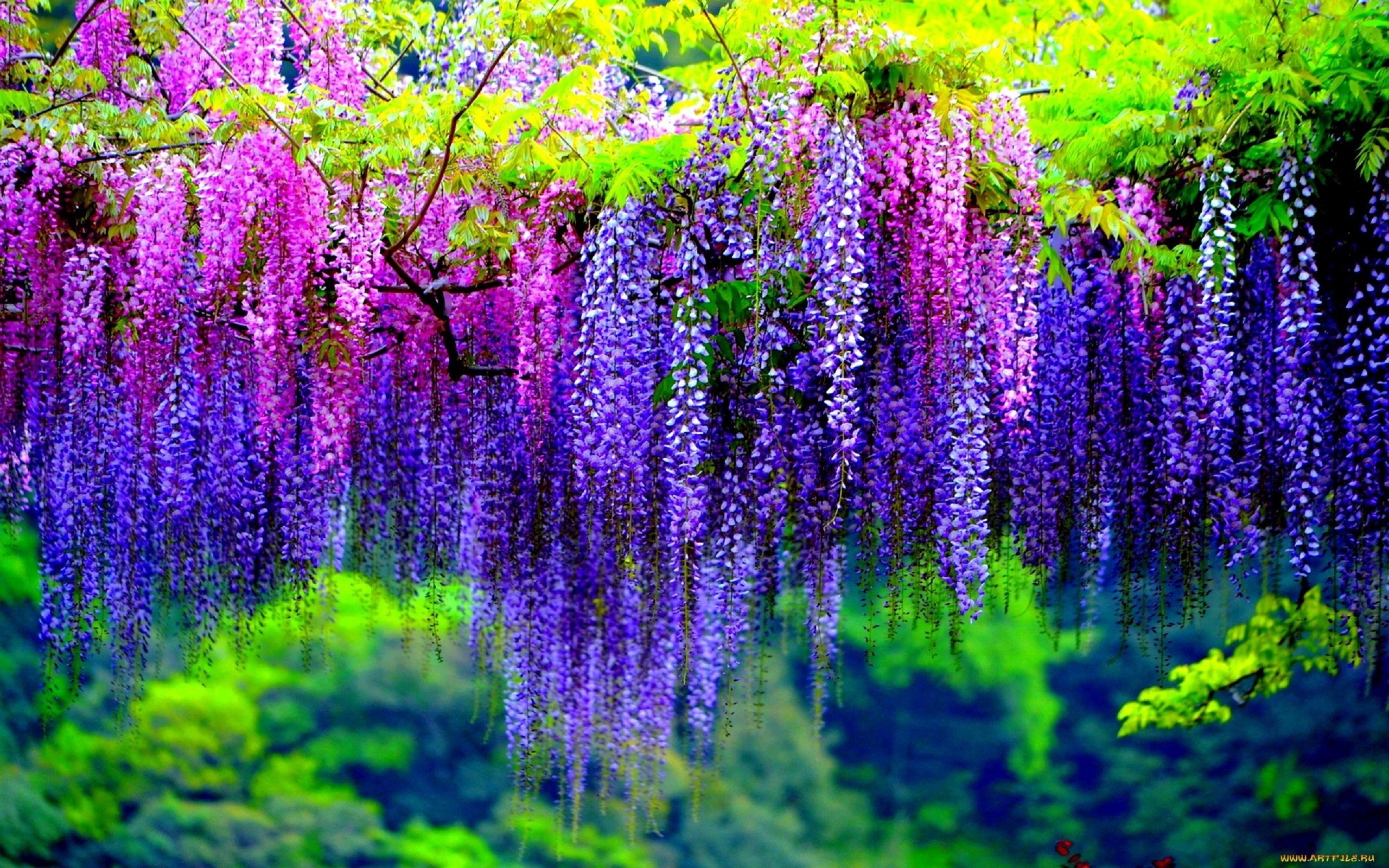 Pink And Purple Flowers Desktop Wallpapers Wallpaper Cave
