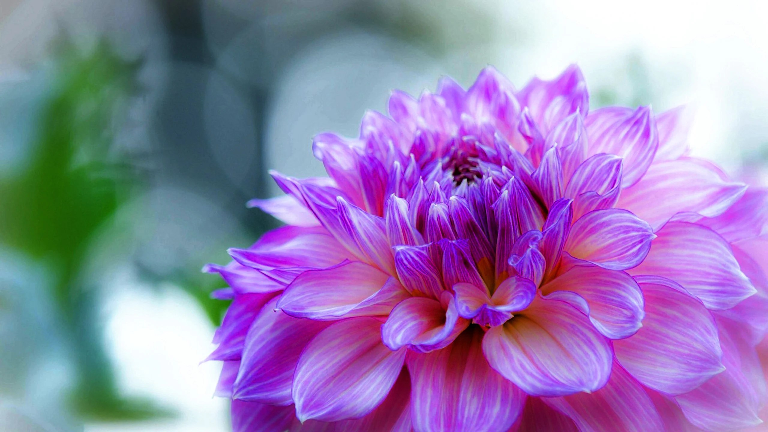 Pink And Purple Flowers Desktop Wallpapers Wallpaper Cave
