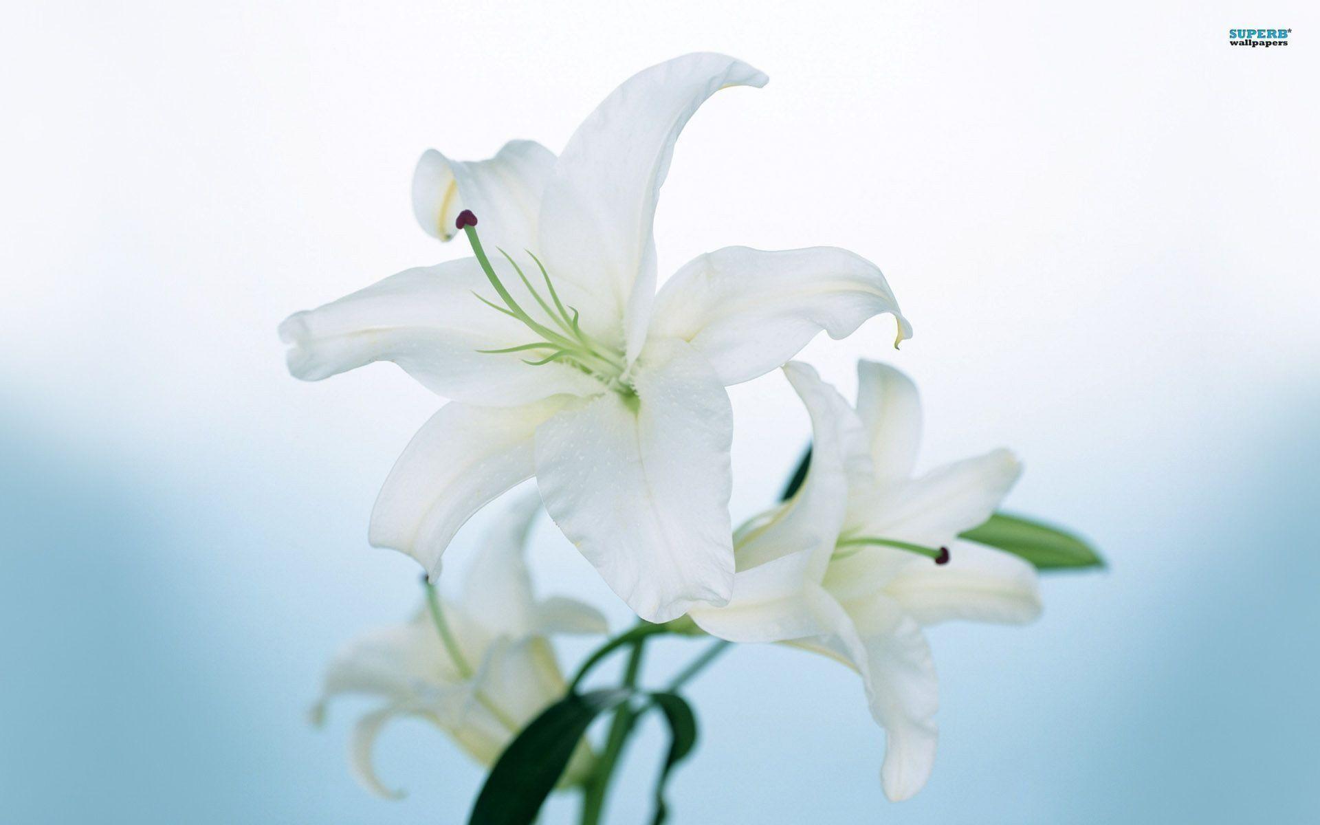 Easter Lilies Wallpapers Wallpaper Cave