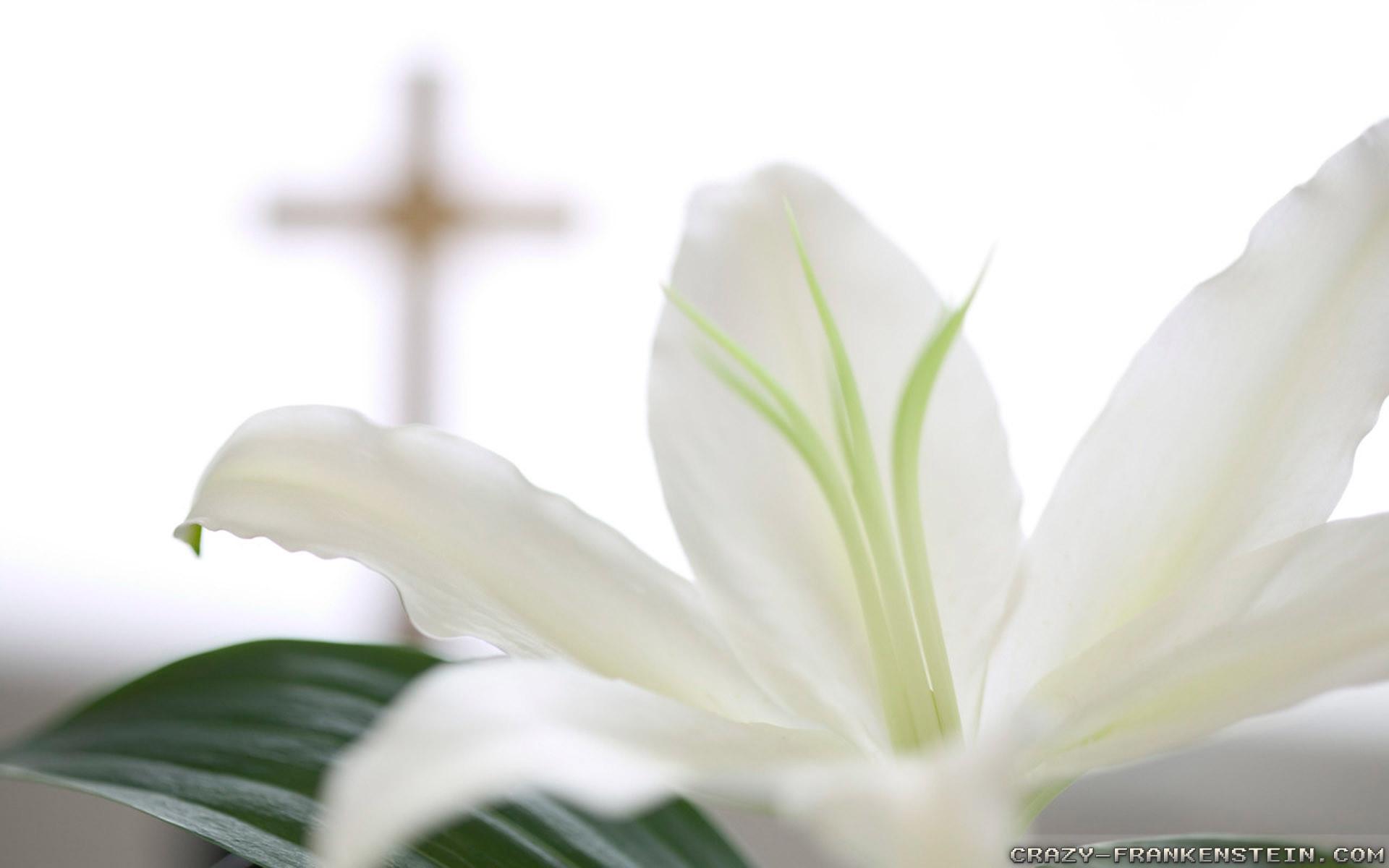 Easter Lilies Wallpapers Wallpaper Cave