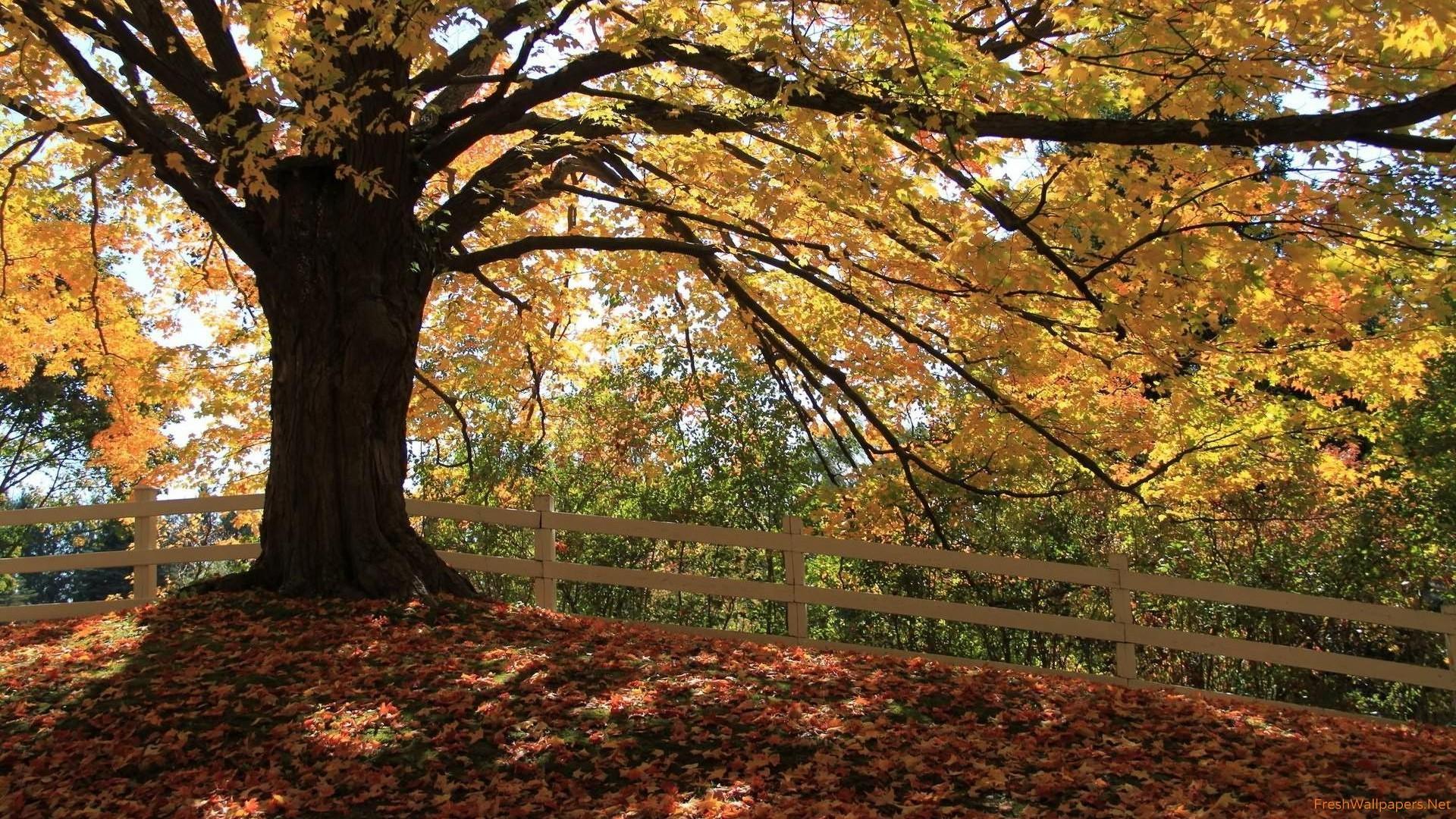 Golden Tree Wallpapers Wallpaper Cave