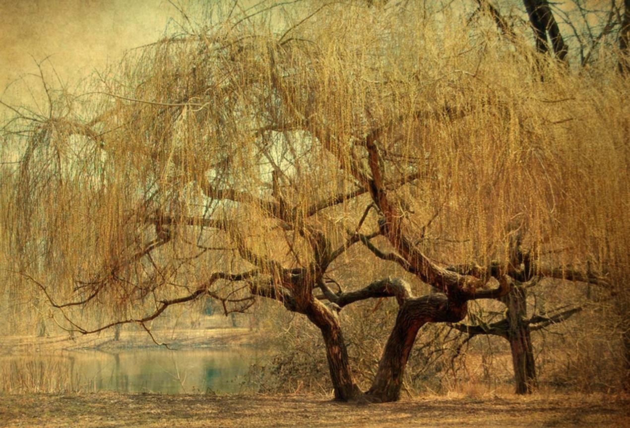 Golden Tree Wallpapers Wallpaper Cave