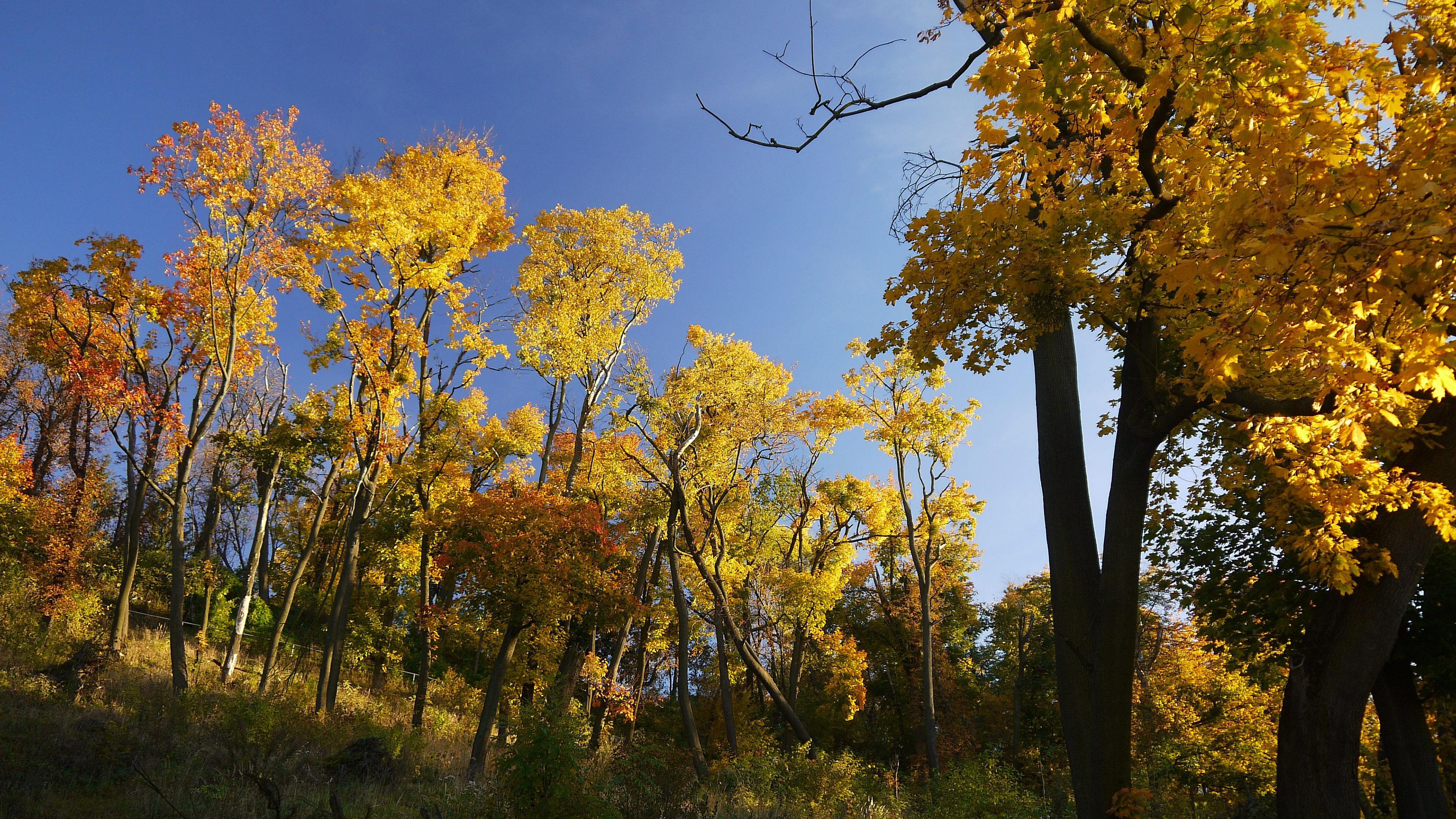 Golden Tree Wallpapers Wallpaper Cave