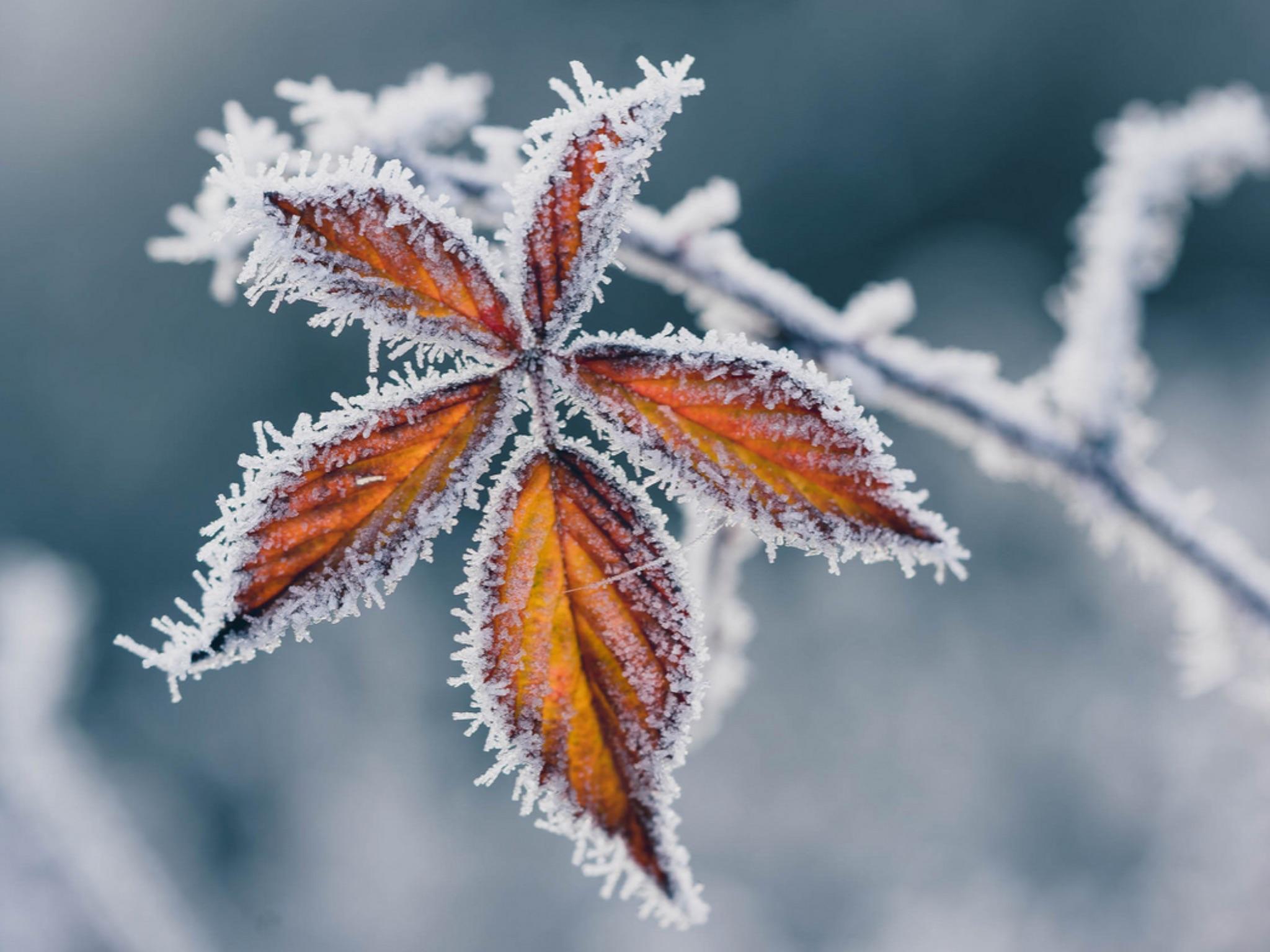 Frosty Morning Wallpapers Wallpaper Cave