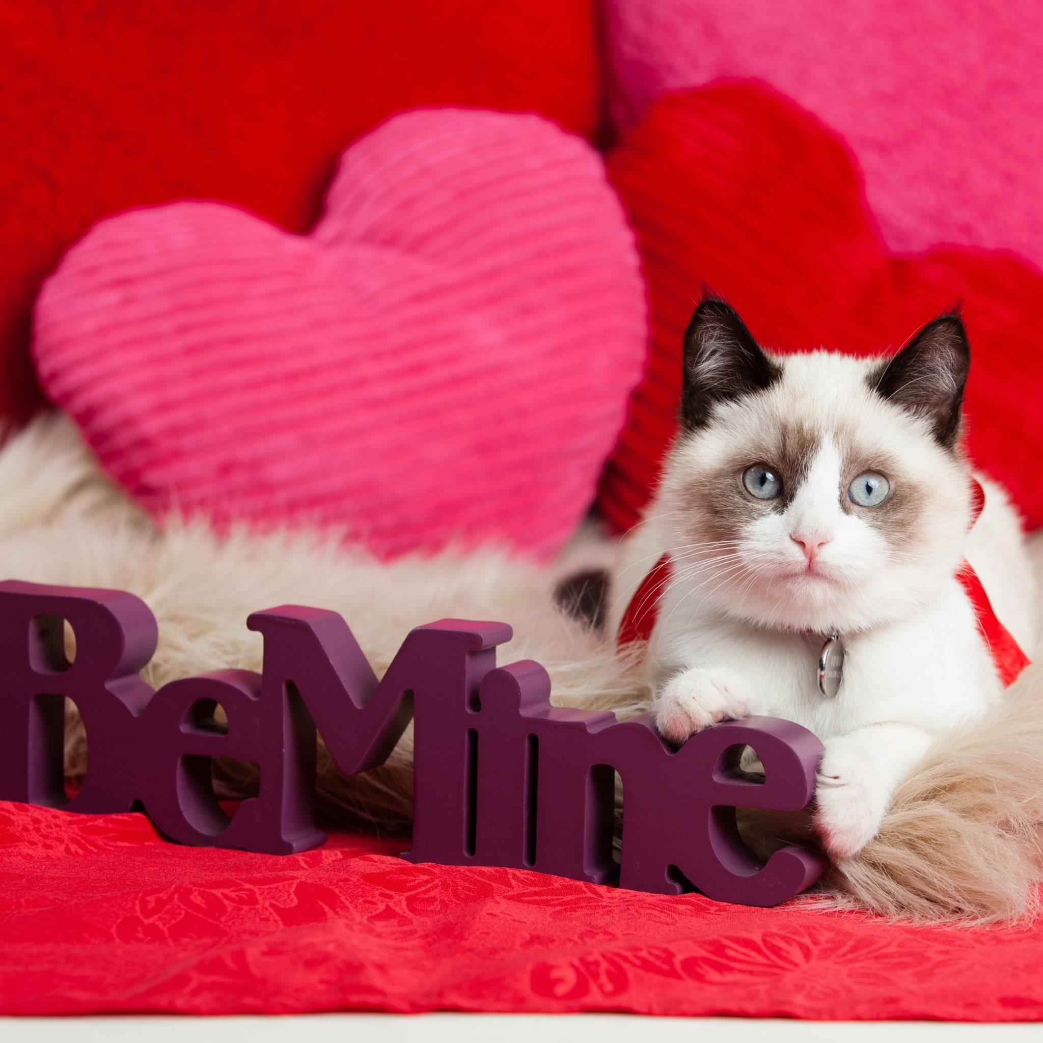 Valentines Day Animals Wallpapers Wallpaper Cave