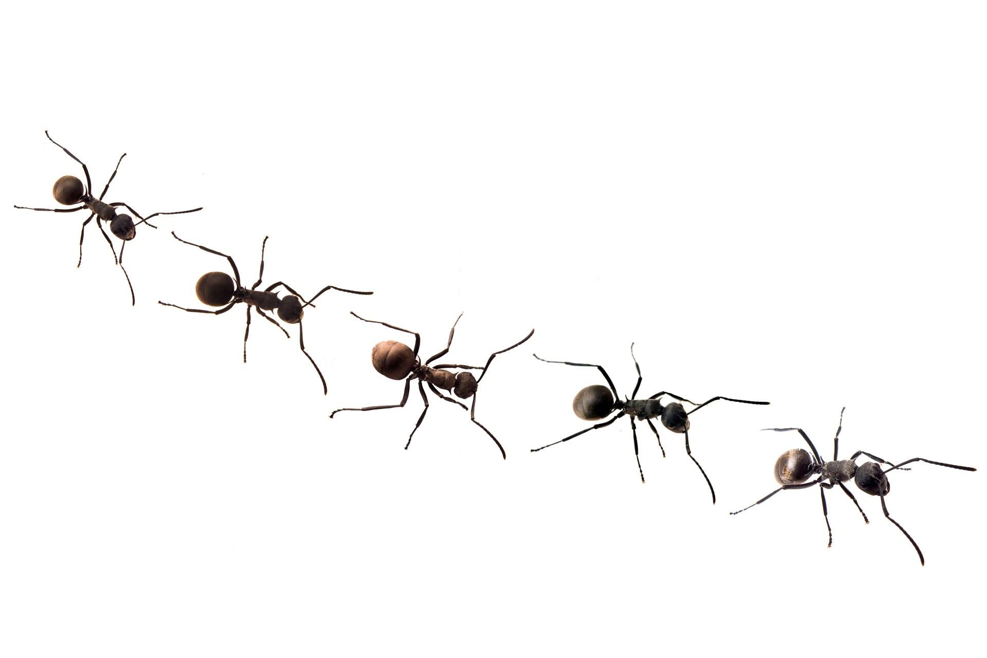 Ants Wallpapers Wallpaper Cave