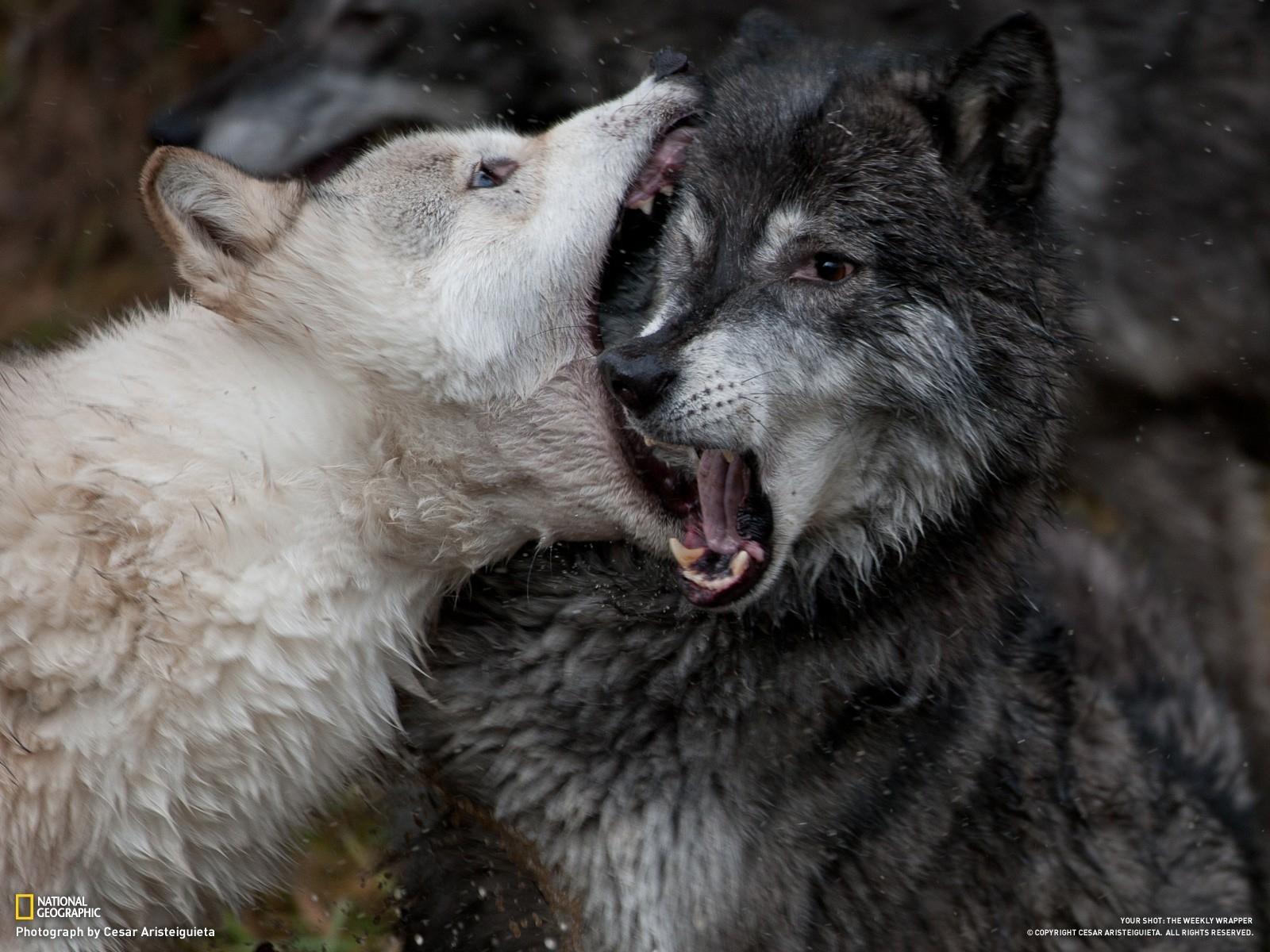 Wolves Fighting Wallpapers Wallpaper Cave