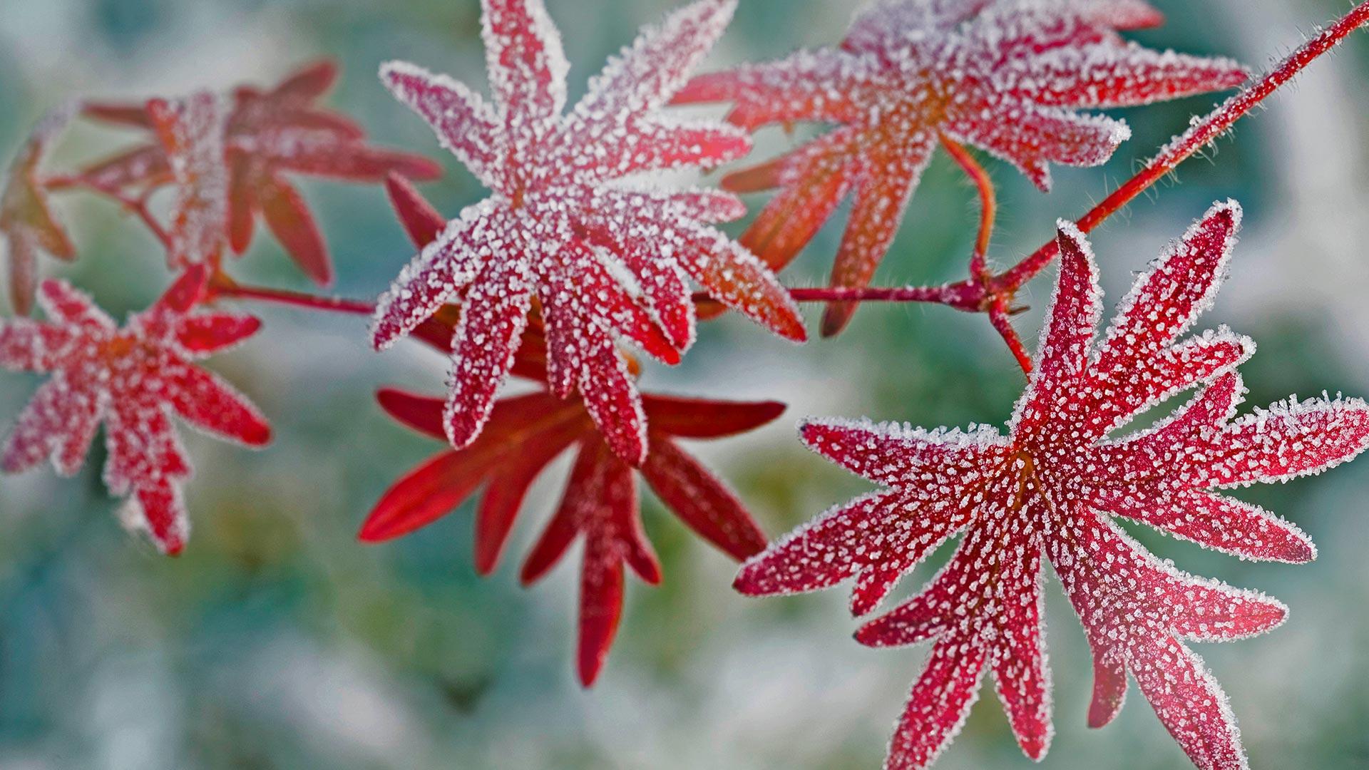 Frosty Autumn Wallpapers Wallpaper Cave