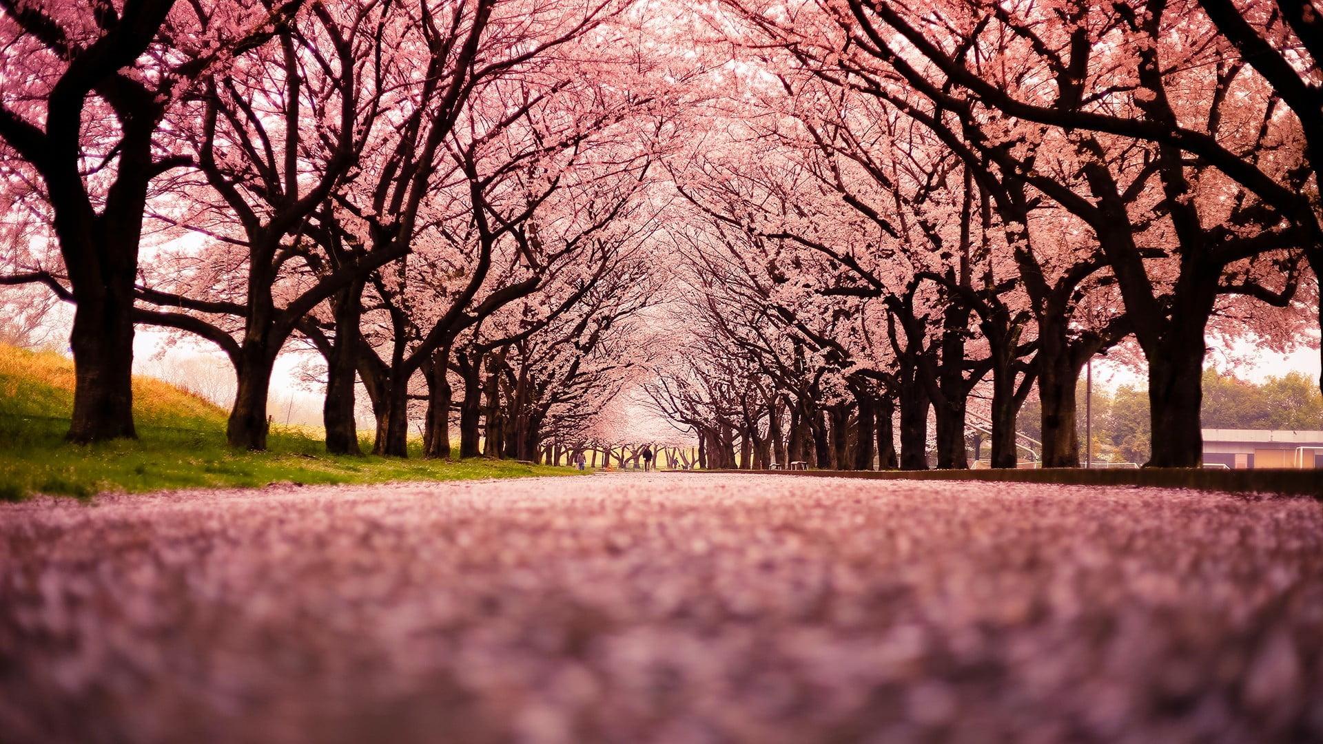 Sakura Trees Wallpapers Wallpaper Cave