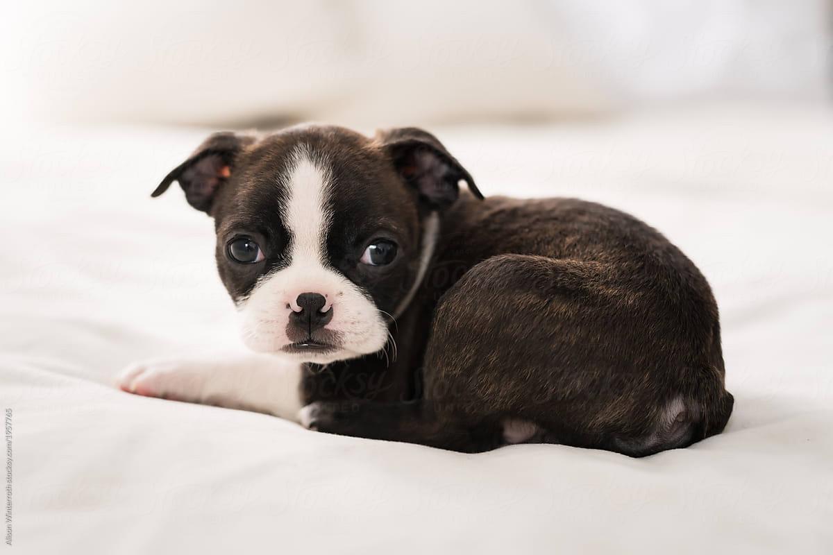 Sleeping Boston Terrier Puppy Wallpapers Wallpaper Cave