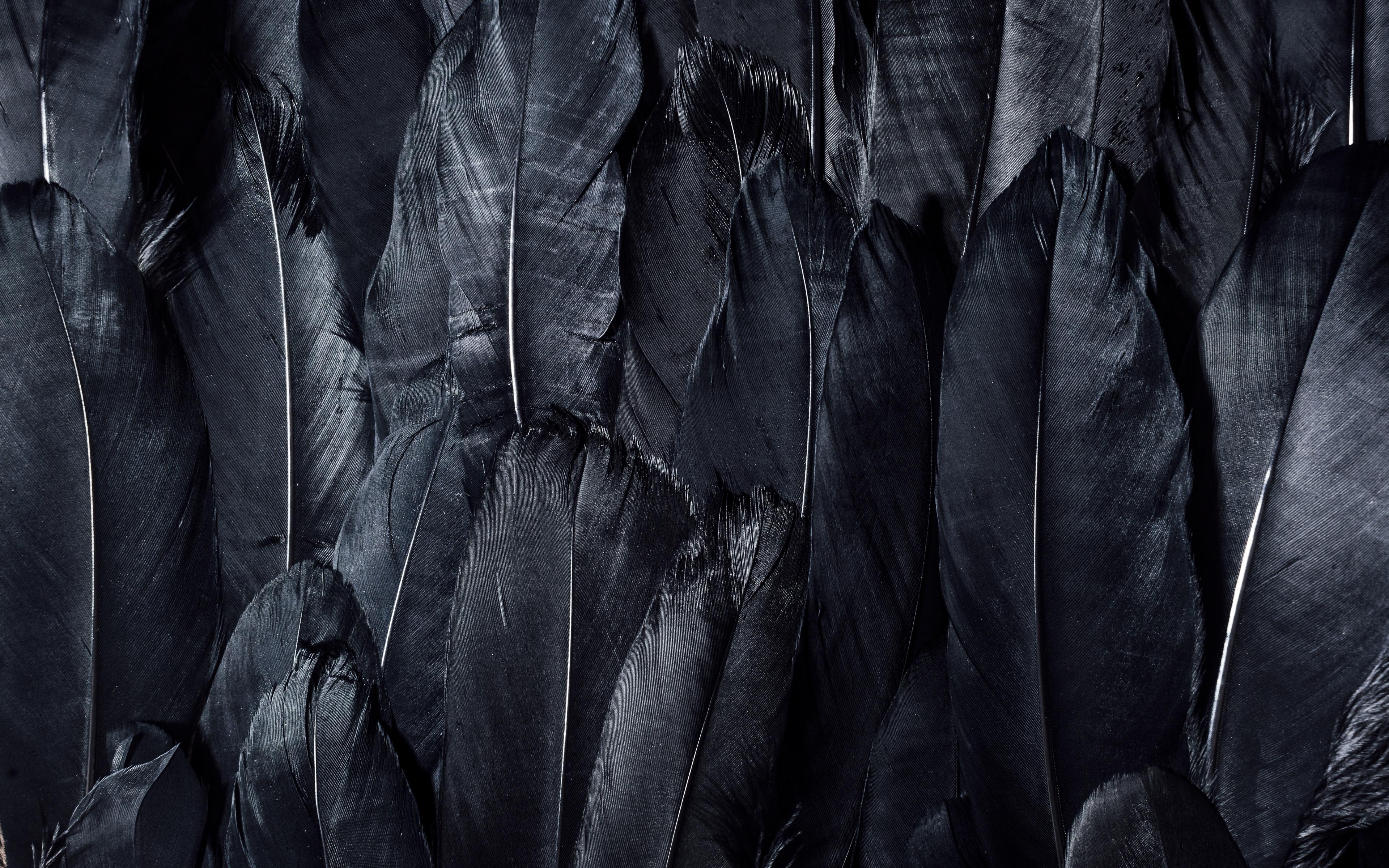 Black Feather Wallpapers Wallpaper Cave