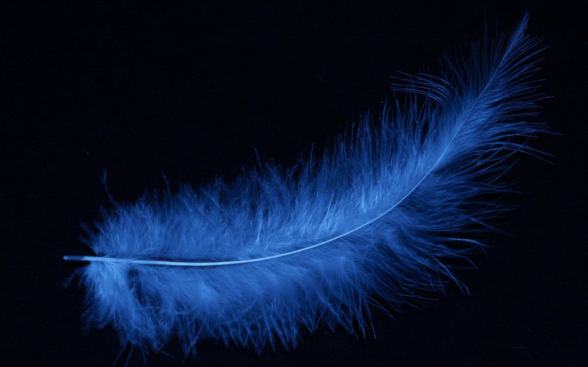 Black Feather Wallpapers Wallpaper Cave