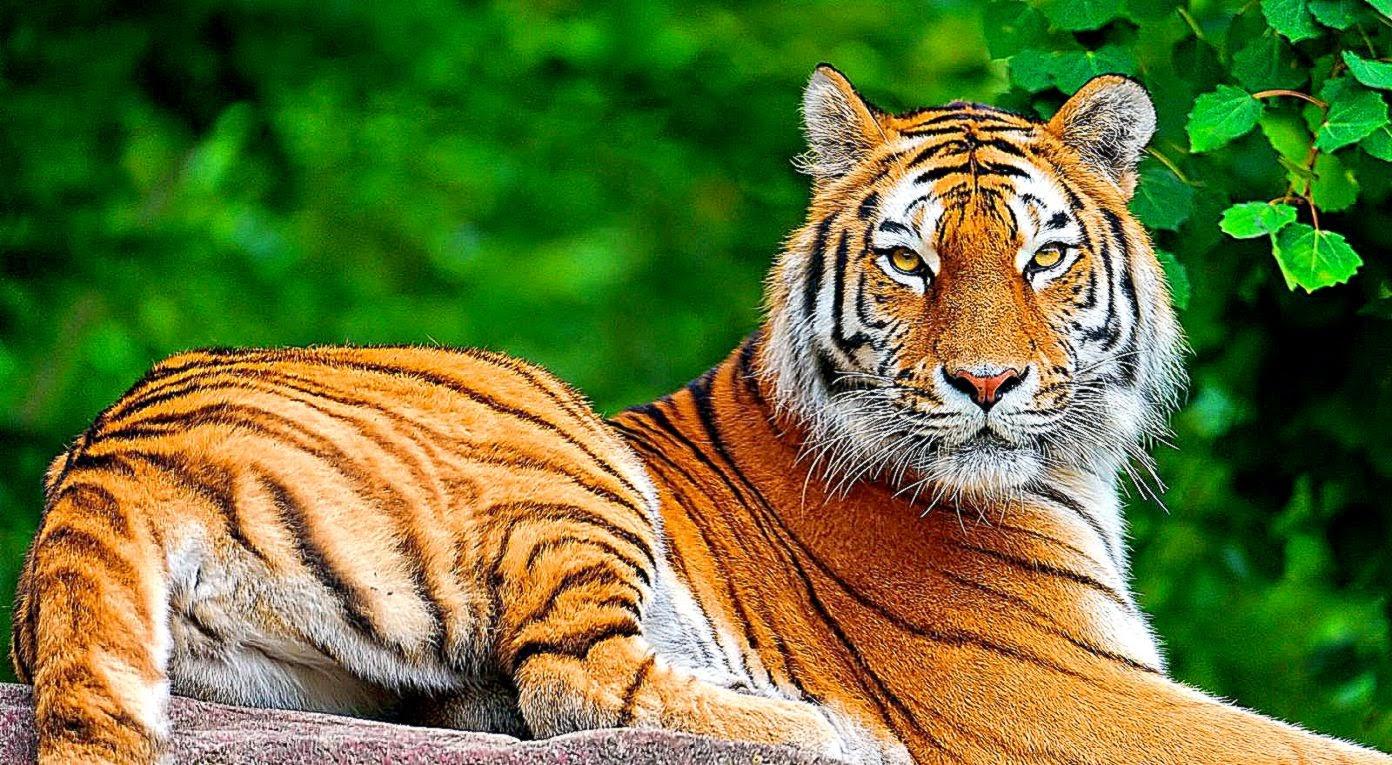 Animals 3D Wallpapers Wallpaper Cave