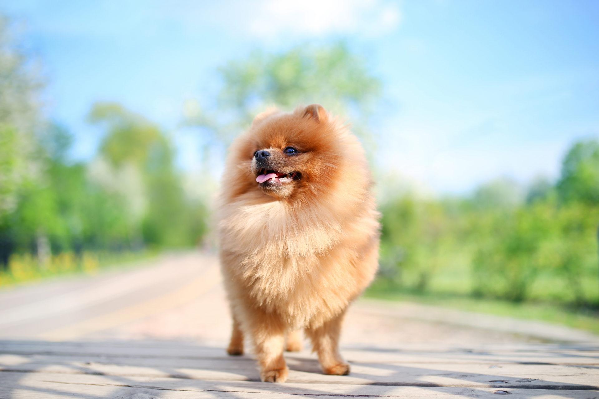 Dogs Pomeranian Wallpapers Wallpaper Cave