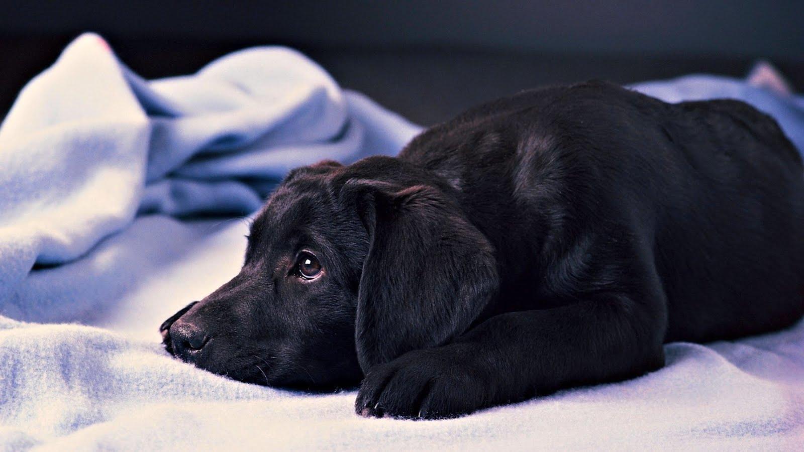 Black Lab Dog Wallpapers Wallpaper Cave