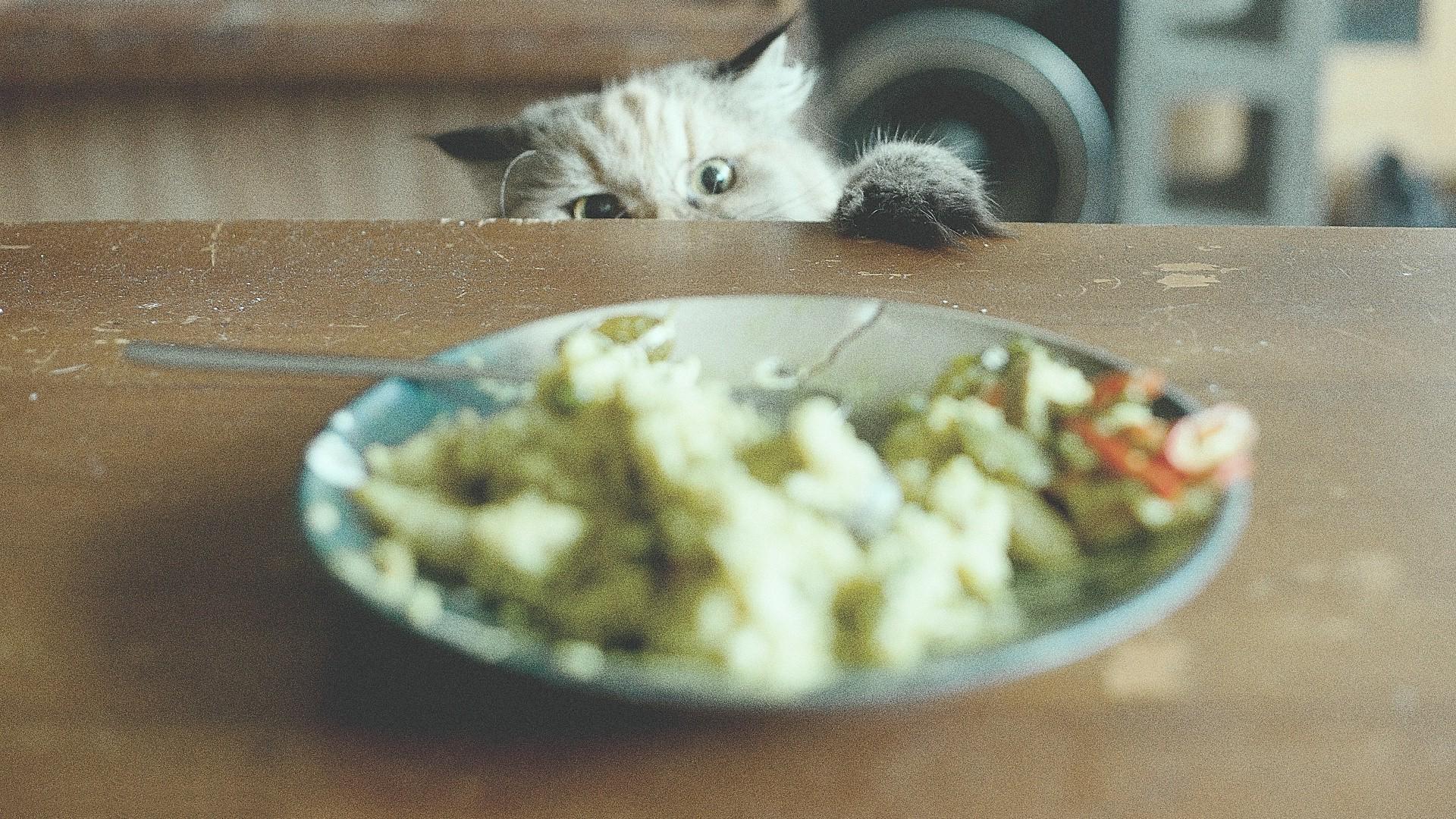 Animal Food Wallpapers Wallpaper Cave