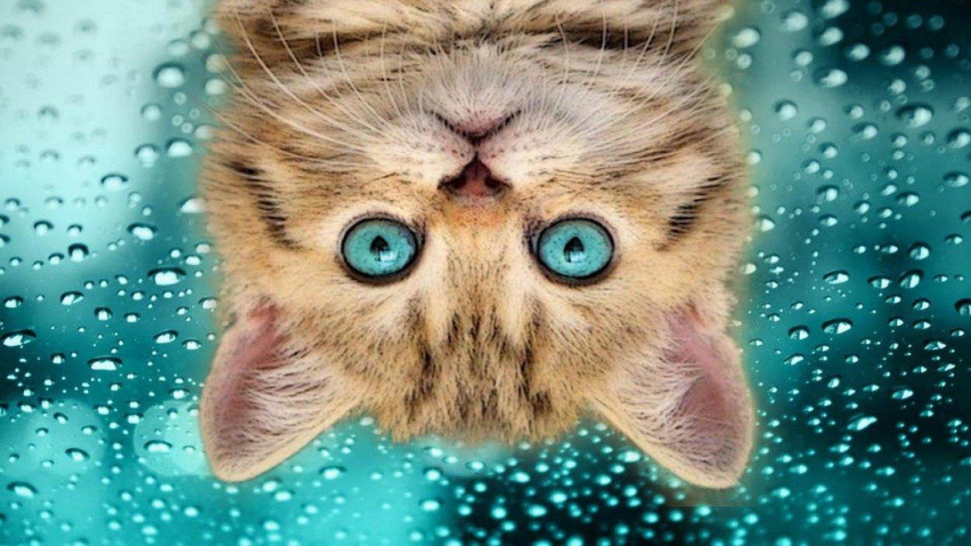 Upside Down Cat Wallpapers Wallpaper Cave