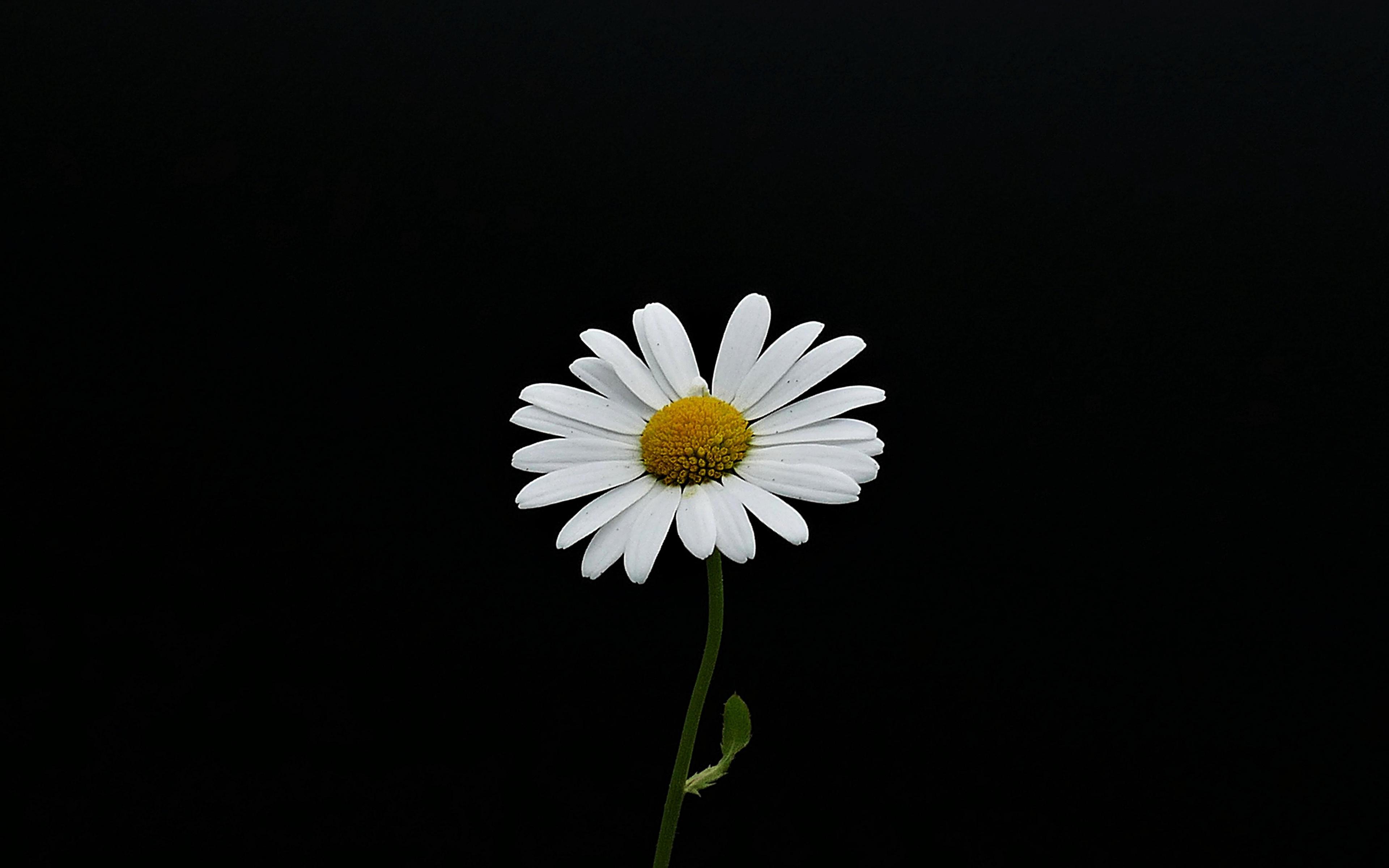 White Flower Ultra HD Wallpapers Wallpaper Cave