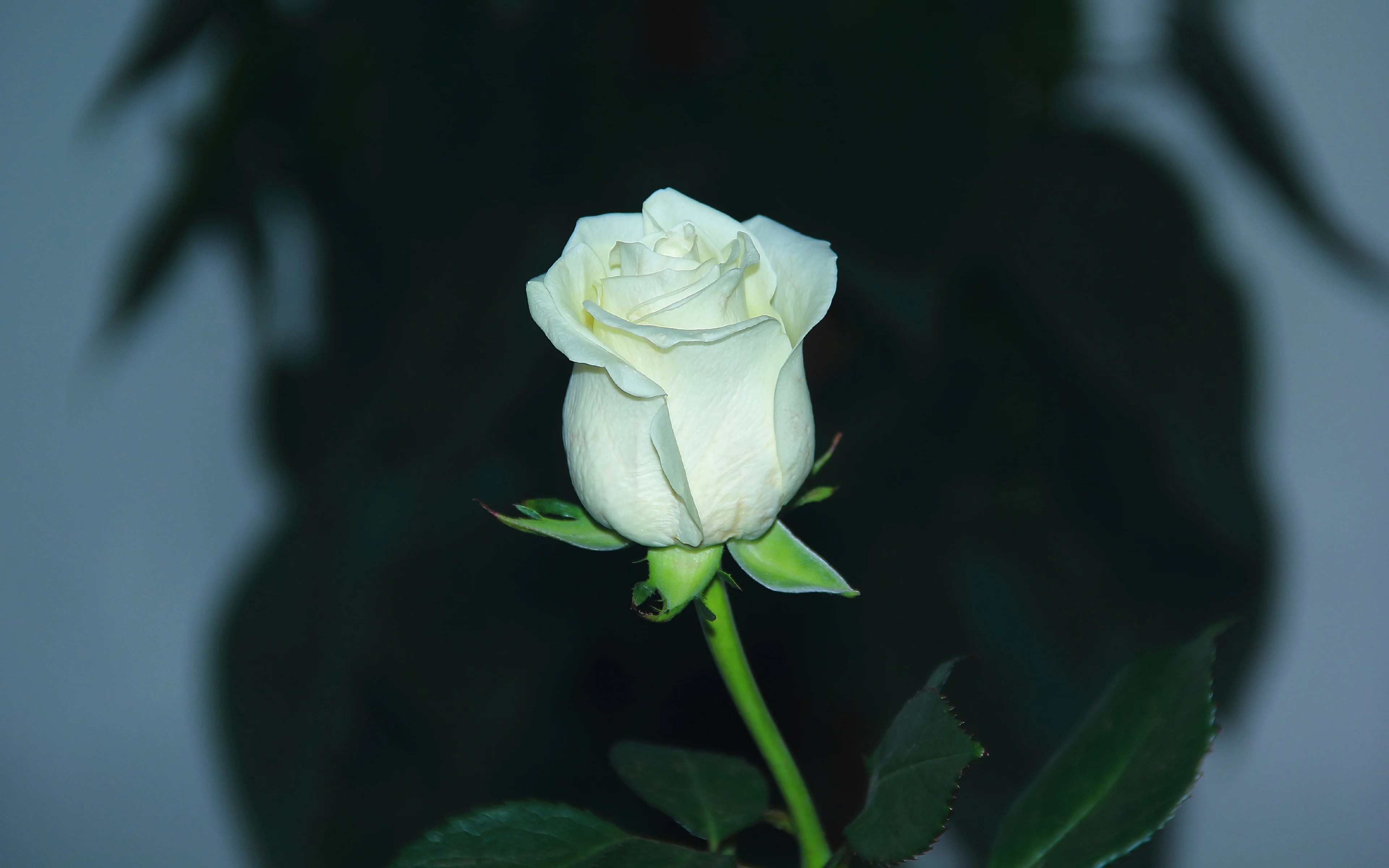 White Rose 4k HD Wallpapers Wallpaper Cave