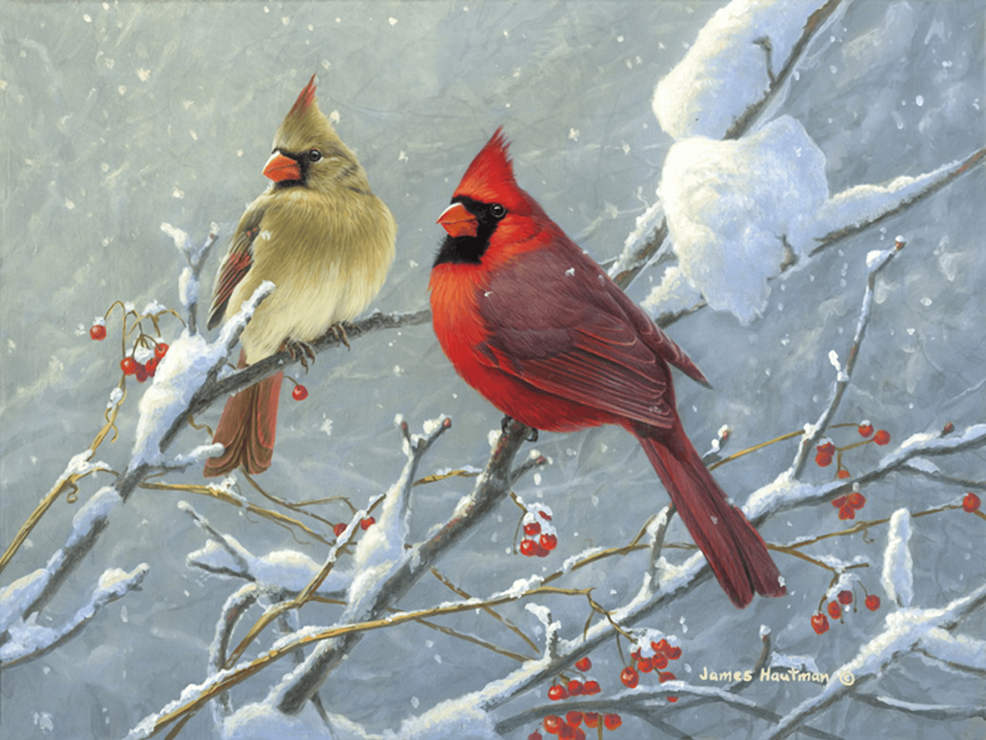 Cardinal In Winter Wallpapers Wallpaper Cave