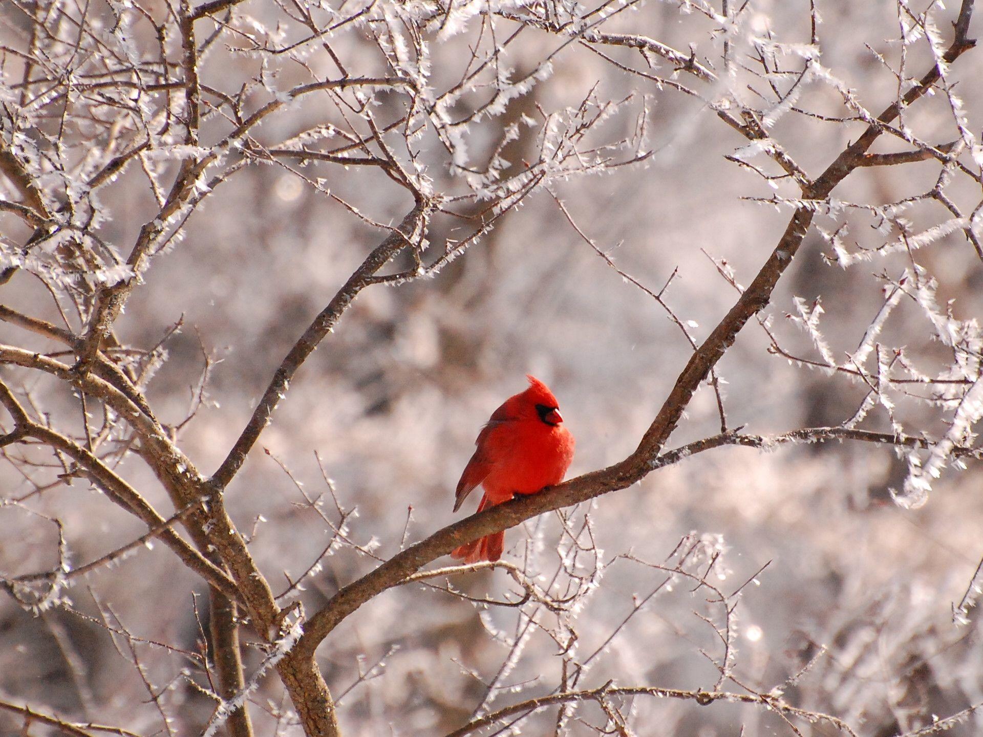 Cardinal In Winter Wallpapers Wallpaper Cave