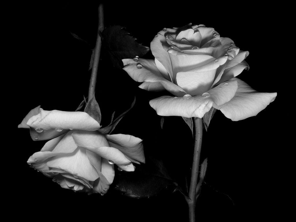 Aesthetic Black Rose Wallpapers Wallpaper Cave