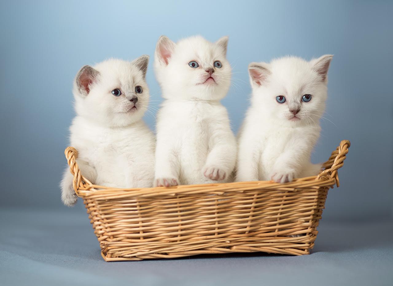 Three Cats Wallpapers Wallpaper Cave