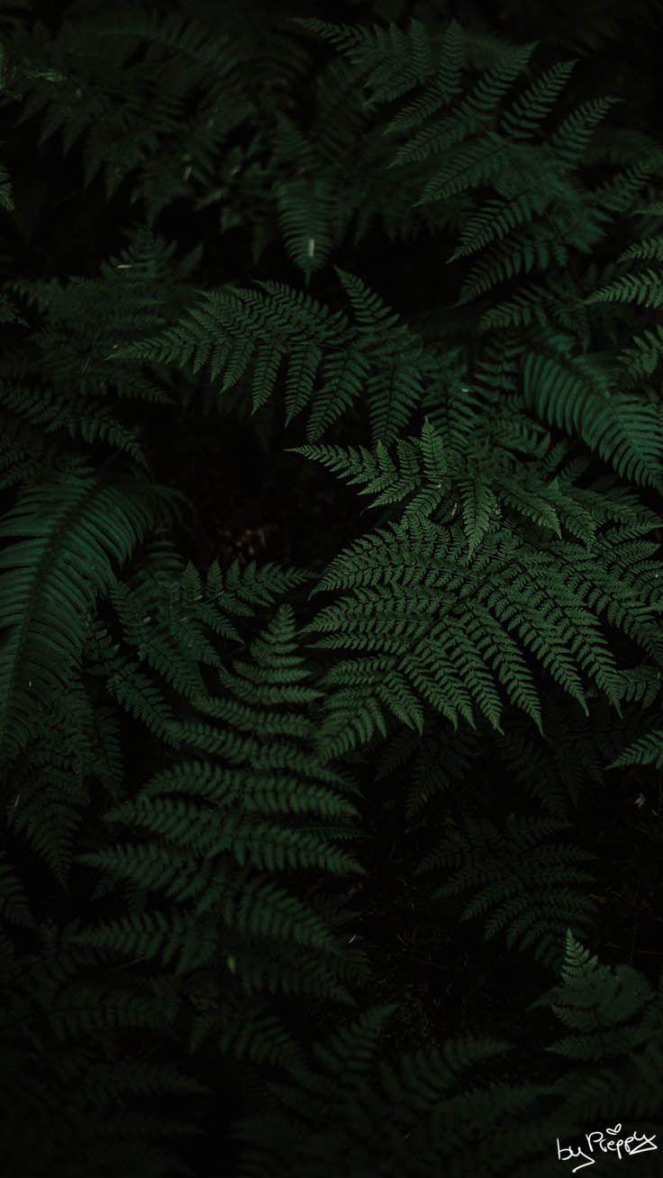 Dark Jungle Wallpapers Wallpaper Cave