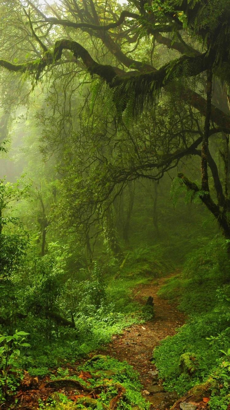Smartphone Jungle Wallpapers Wallpaper Cave