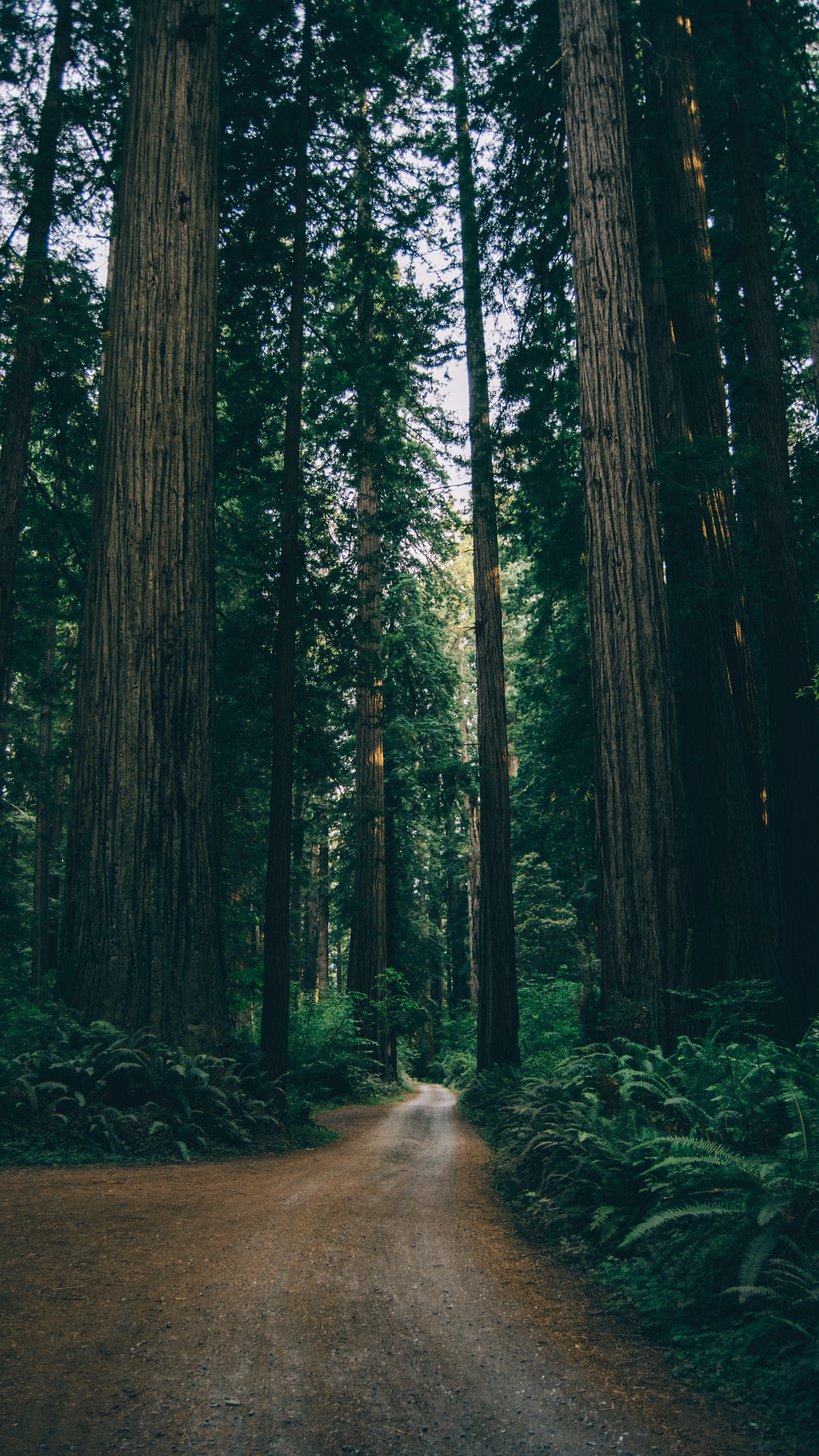 Smartphone Jungle Wallpapers Wallpaper Cave