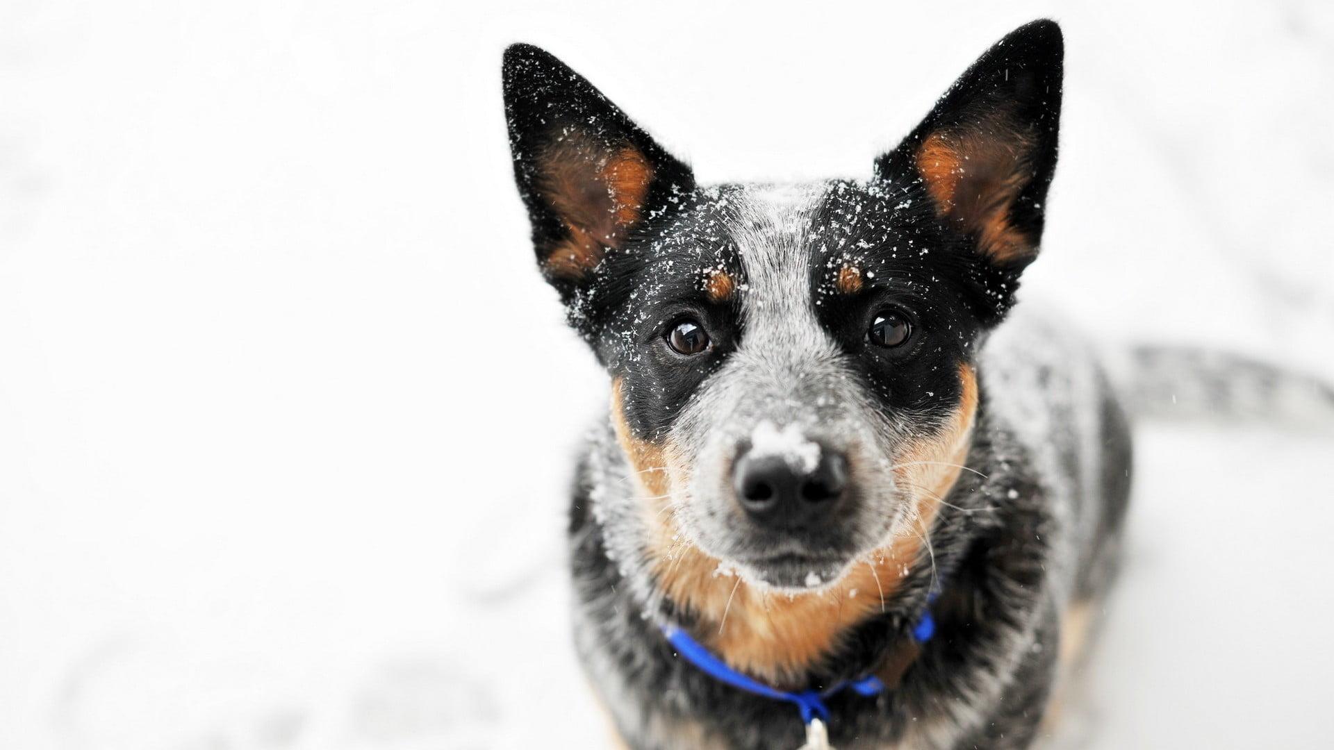 Blue Heeler Wallpapers Wallpaper Cave