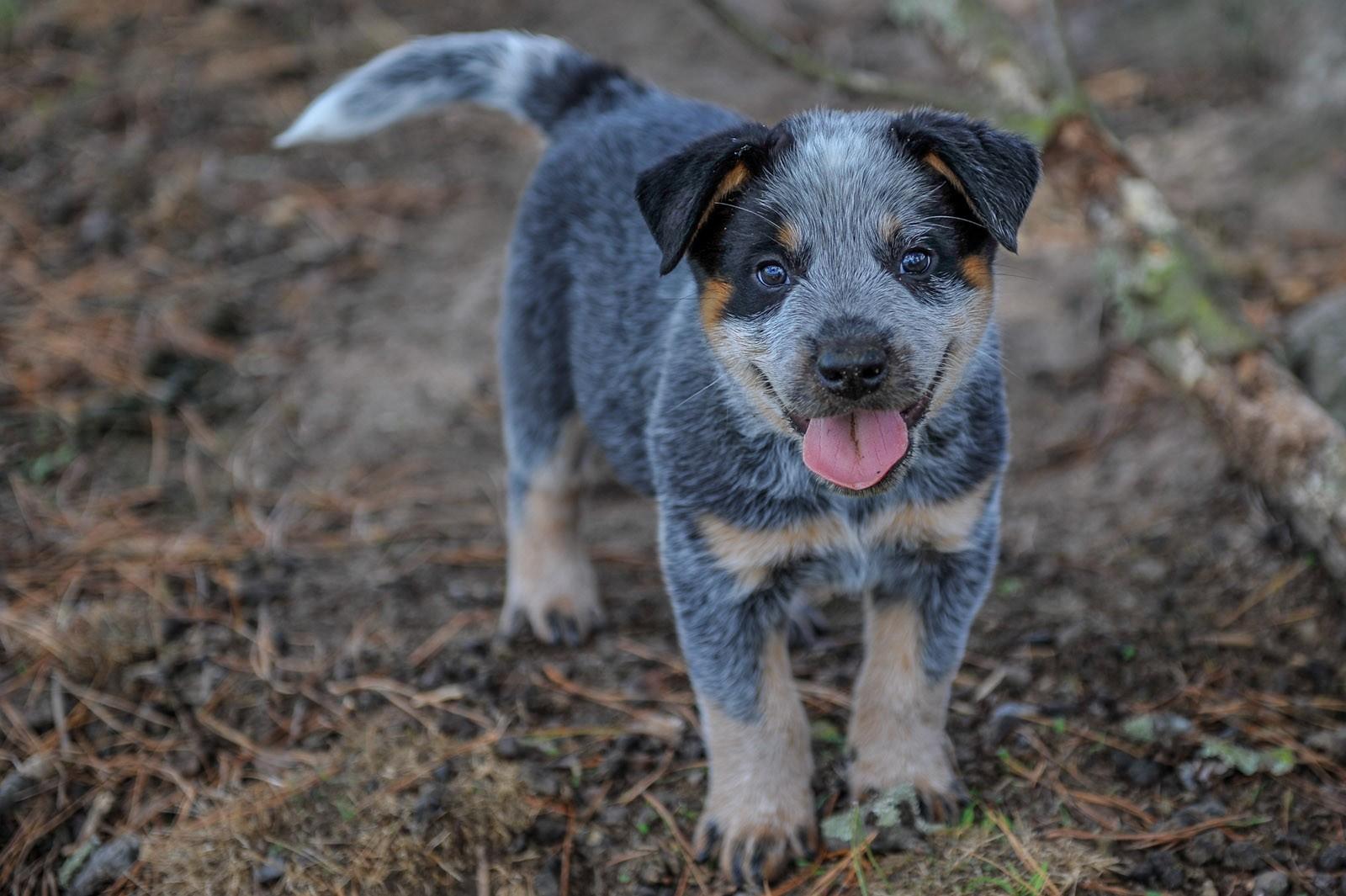 Blue Heelers Puppies Wallpapers Wallpaper Cave