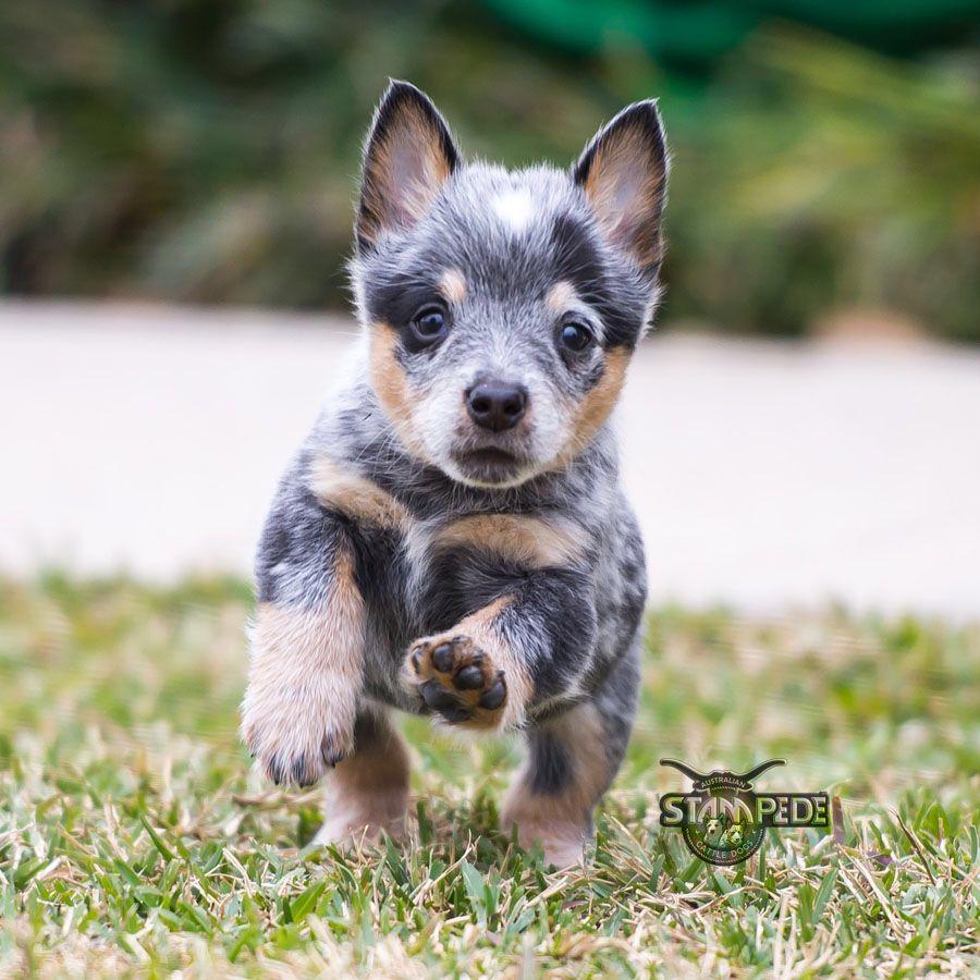Blue Heelers Puppies Wallpapers Wallpaper Cave