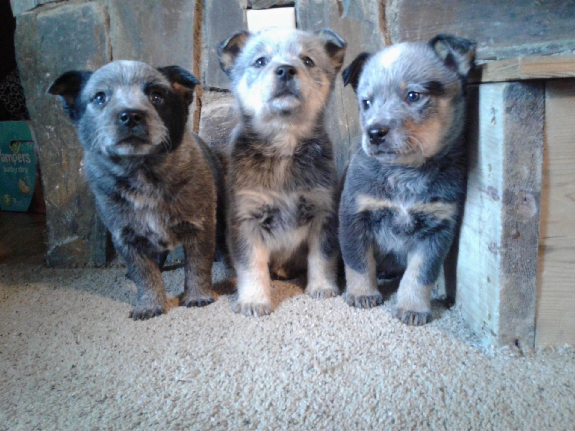 Blue Heelers Puppies Wallpapers Wallpaper Cave