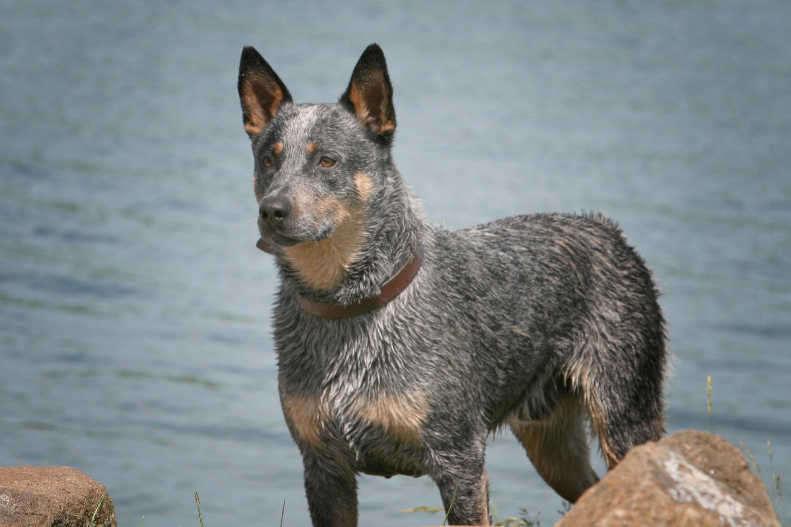 Blue Heeler Wallpapers Wallpaper Cave