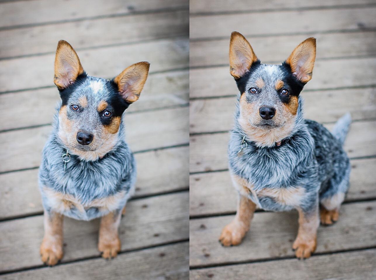 Blue Heelers Puppies Wallpapers Wallpaper Cave