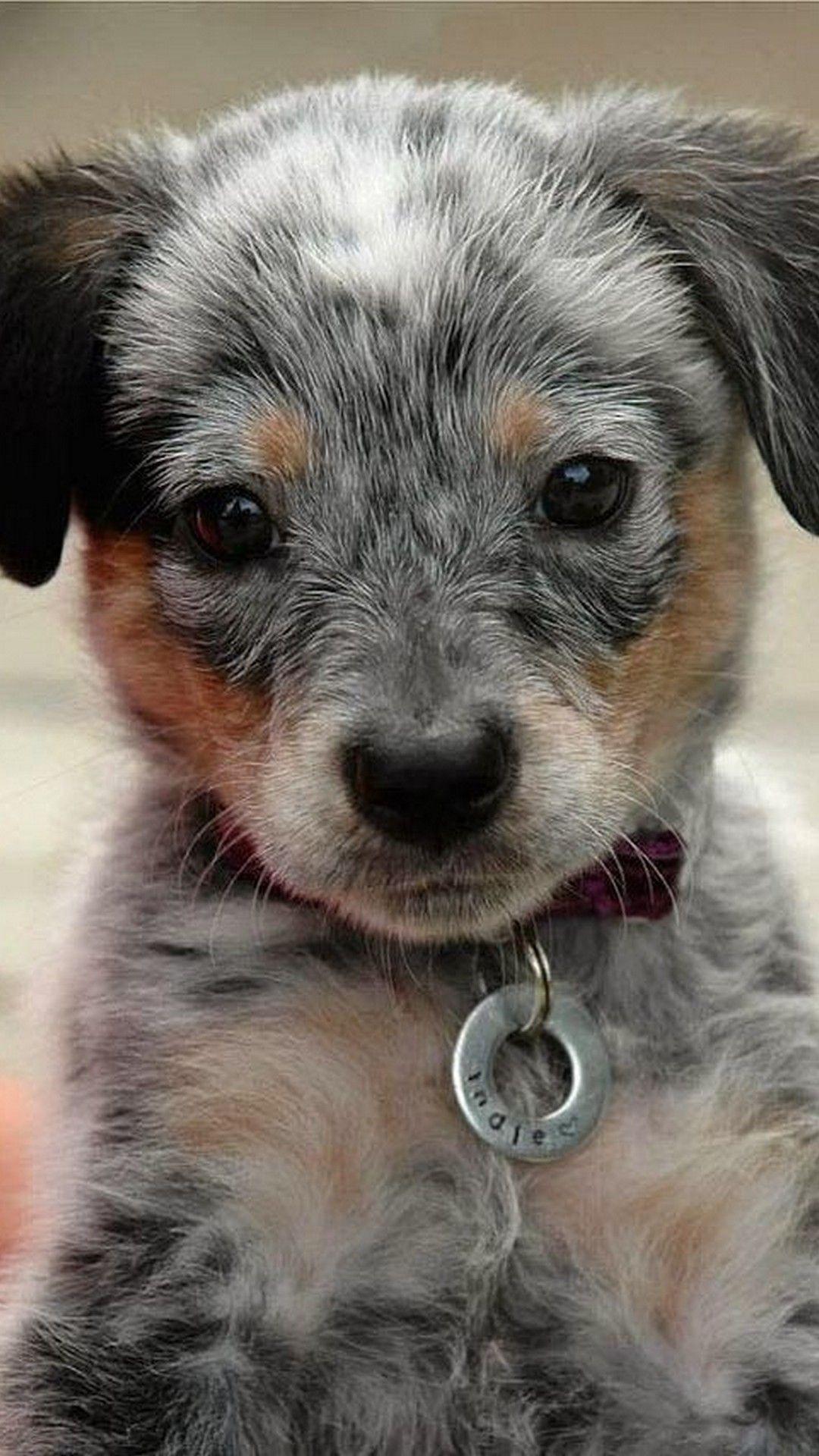 Blue Heelers Puppies Wallpapers Wallpaper Cave