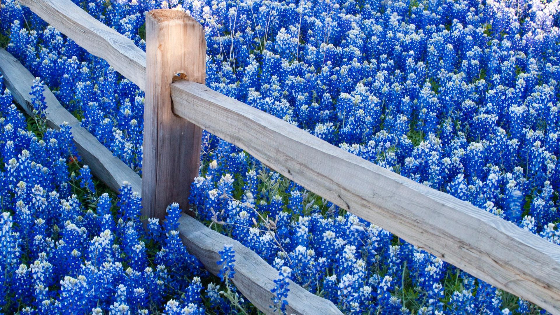 Texas Computer Wallpapers Wallpaper Cave