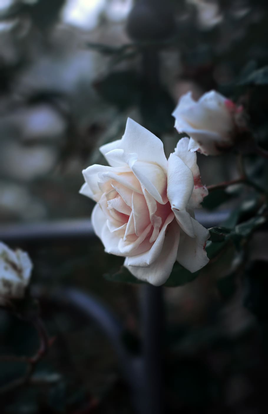 White Rose Aesthetic Wallpaper
