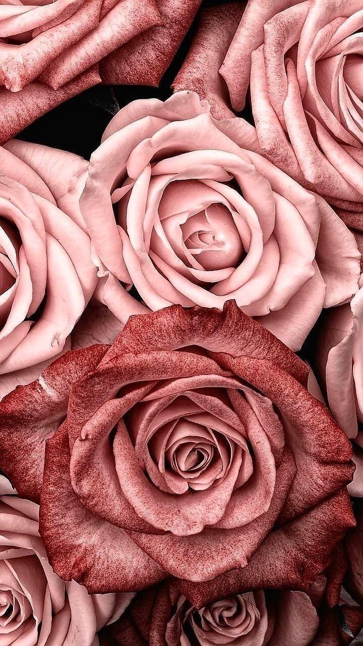 Aesthetic Rose Flower Wallpapers Wallpaper Cave