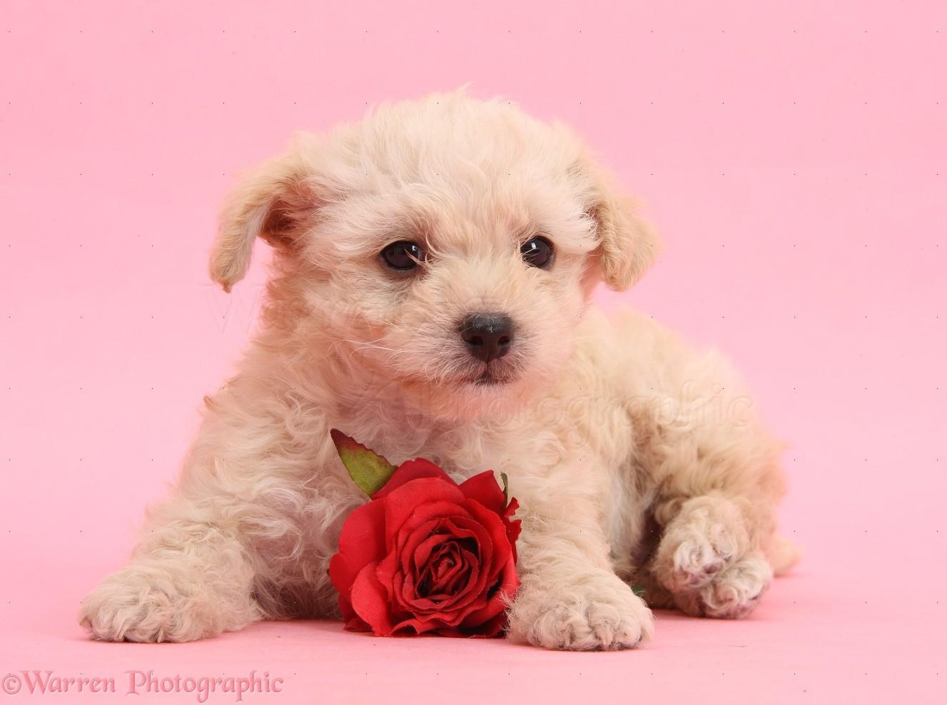 Cute Animal Valentines Wallpapers Wallpaper Cave