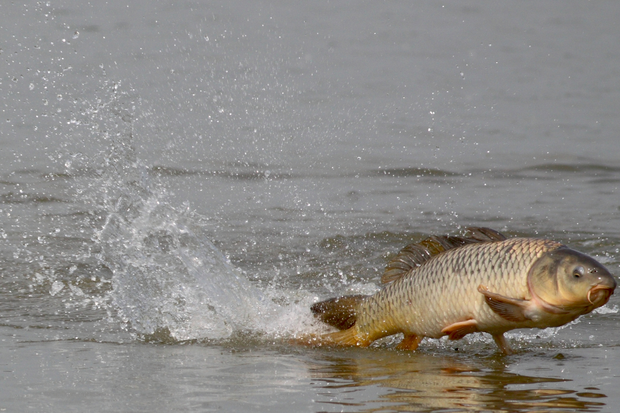 Carp Fishing Wallpapers Wallpaper Cave