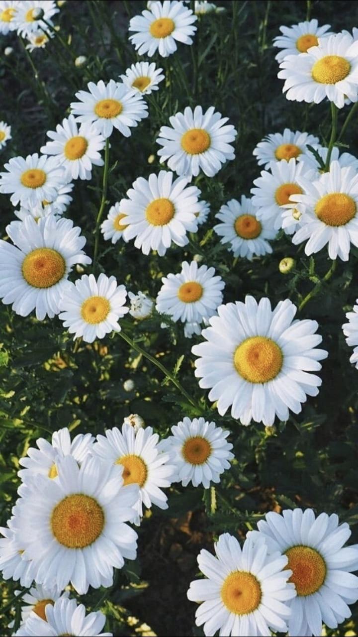 Cute Daisy Wallpapers Wallpaper Cave