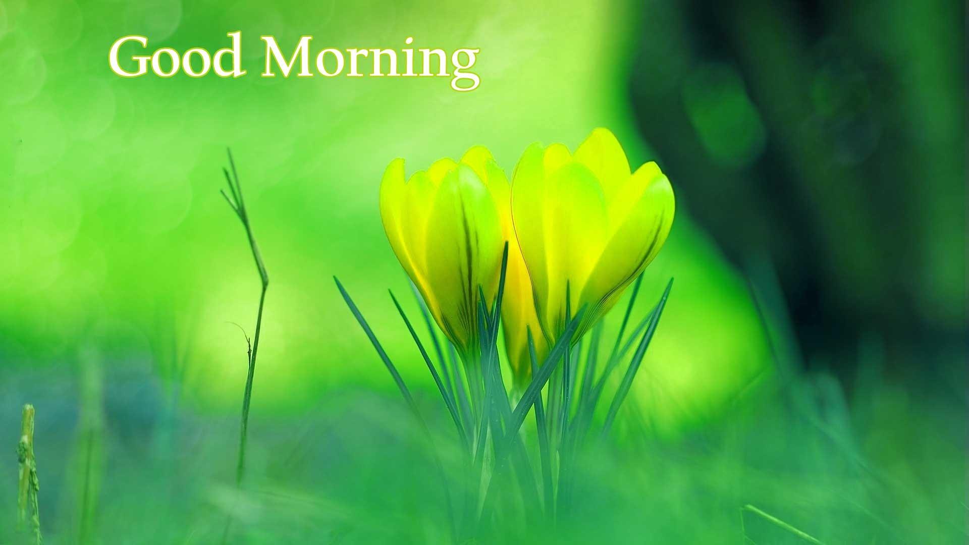 Good Morning Beautiful Wallpapers Wallpaper Cave