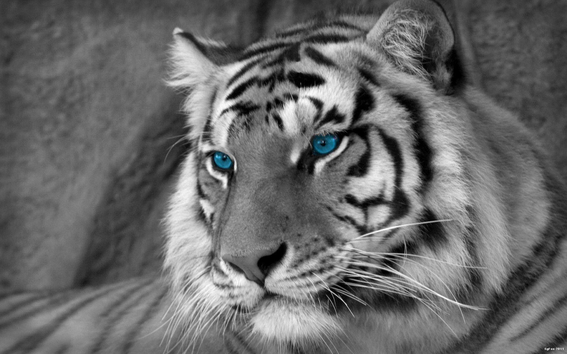 Siberian White Tiger 4k Wallpapers Wallpaper Cave