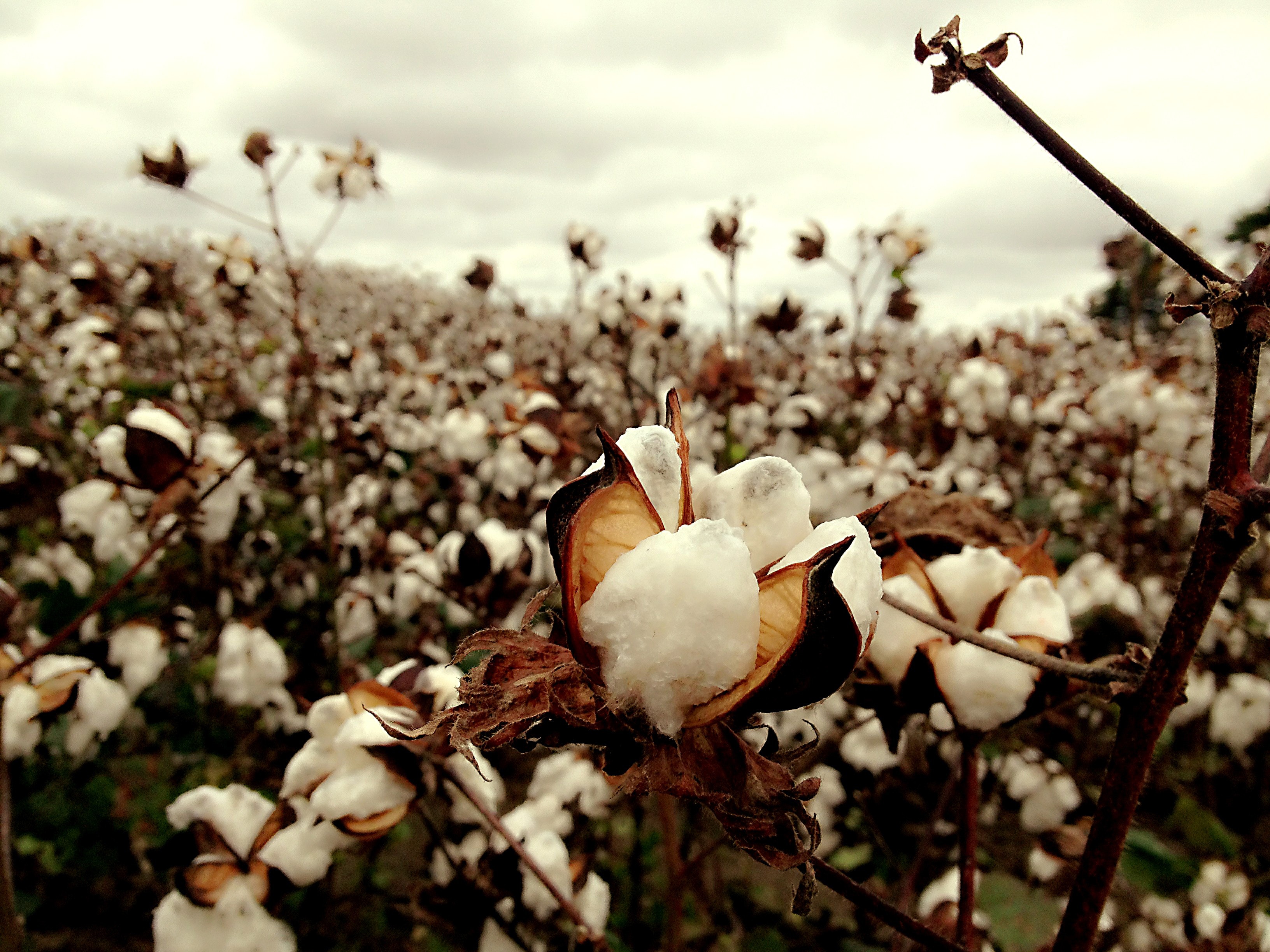 Cotton Field Wallpapers Wallpaper Cave