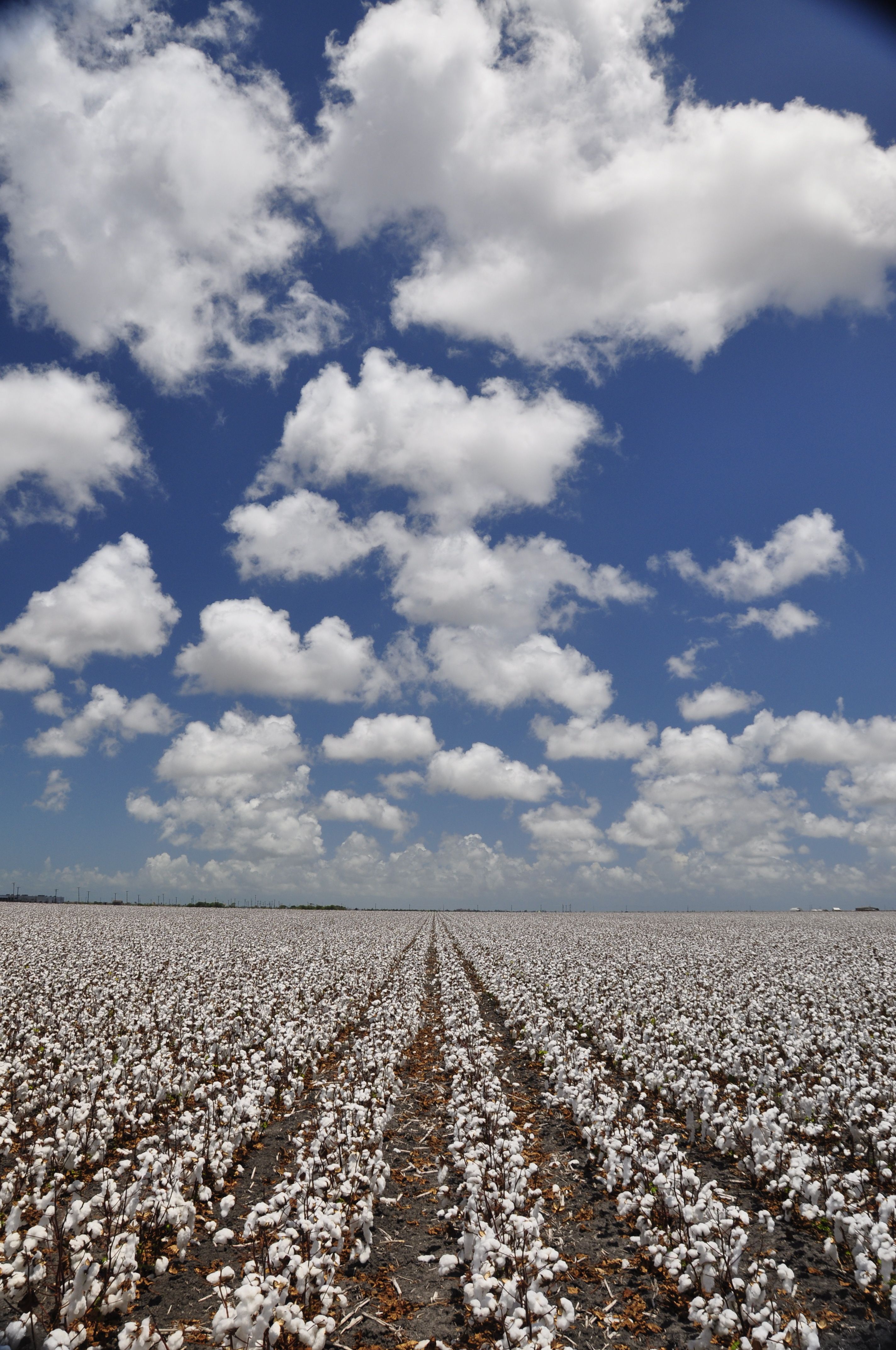 Cotton Field Wallpapers Wallpaper Cave