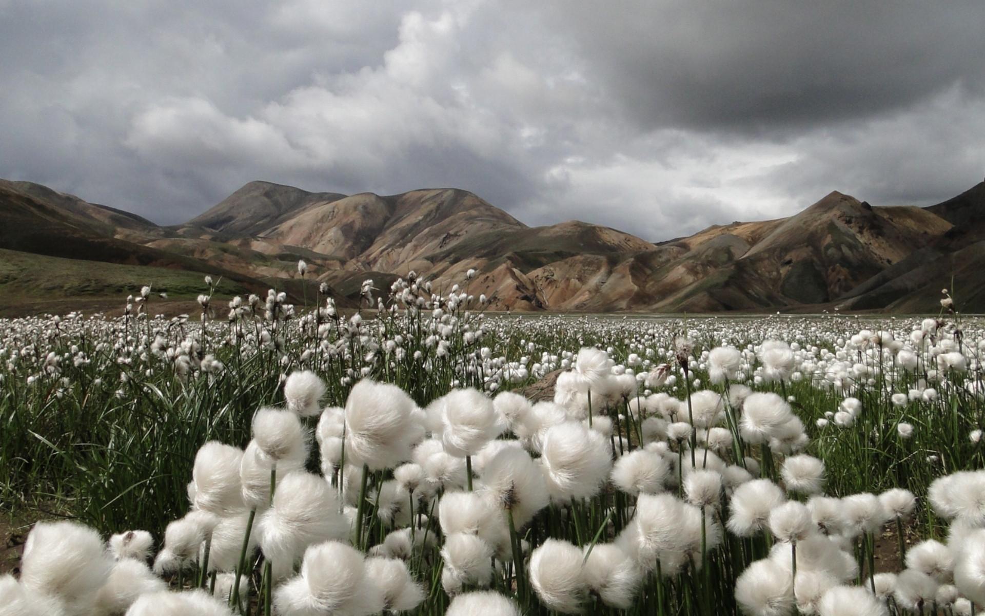 Cotton Field Wallpapers Wallpaper Cave