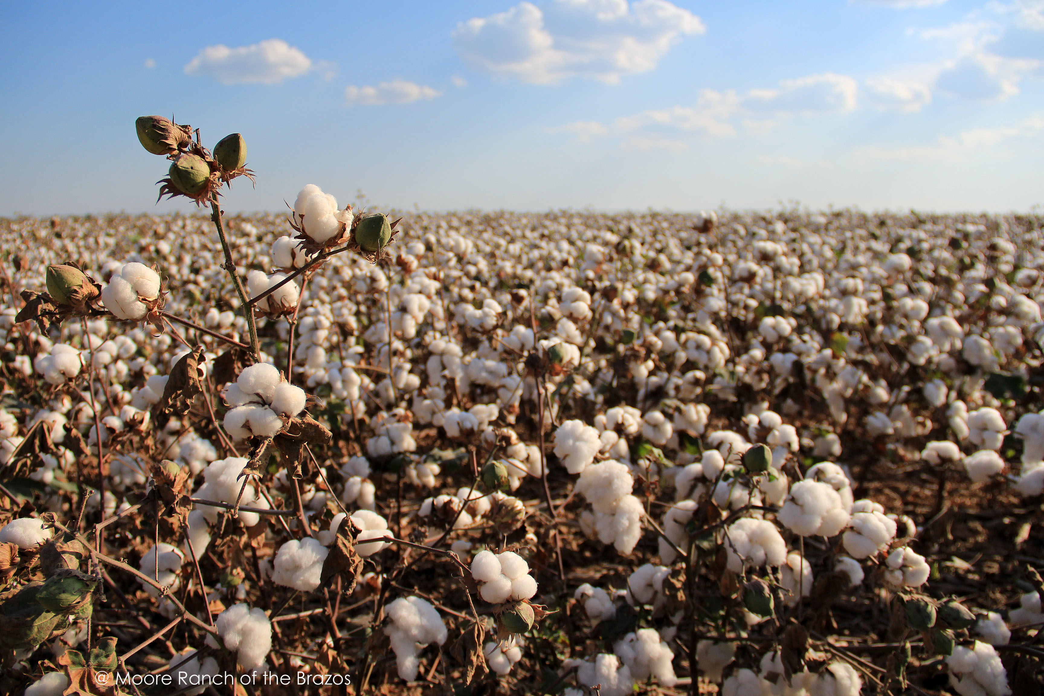 Cotton Field Wallpapers Wallpaper Cave