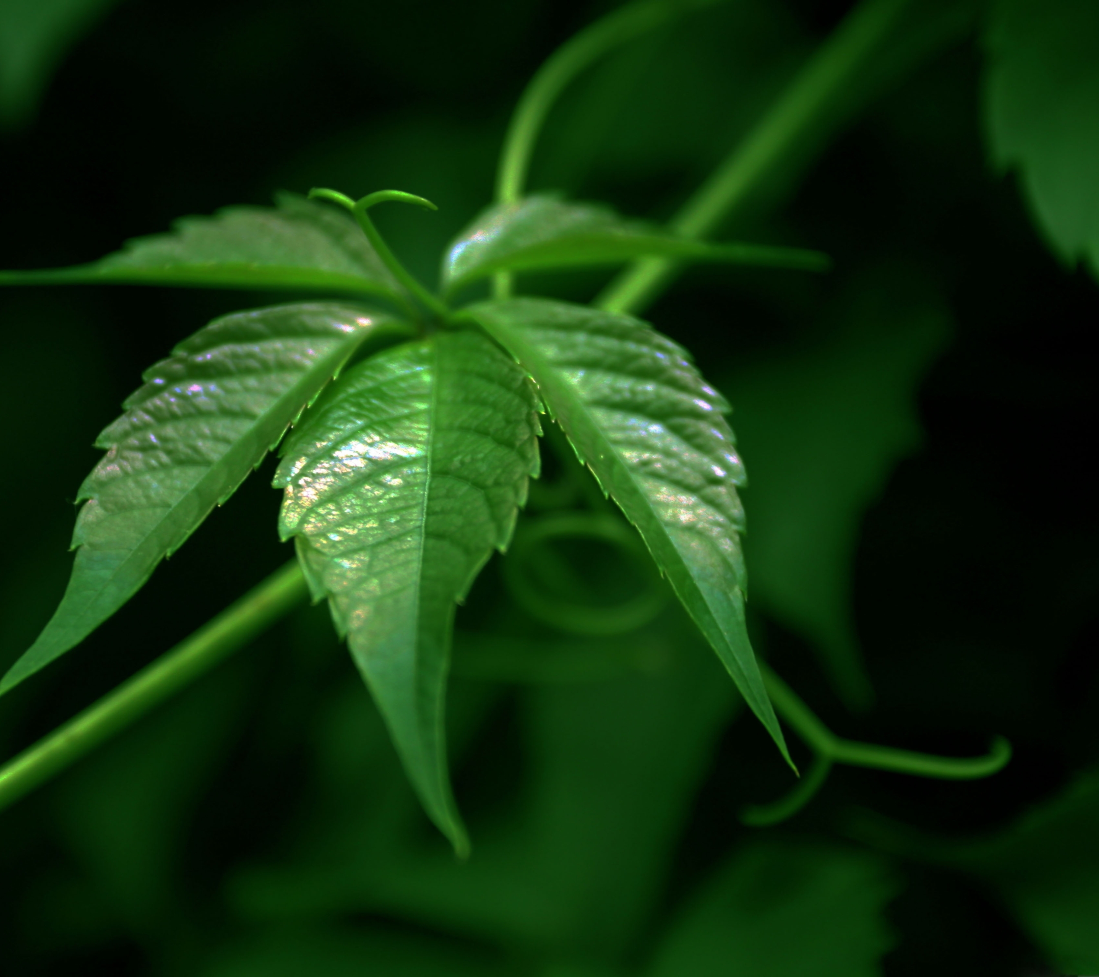 Cool Vine Wallpapers Wallpaper Cave